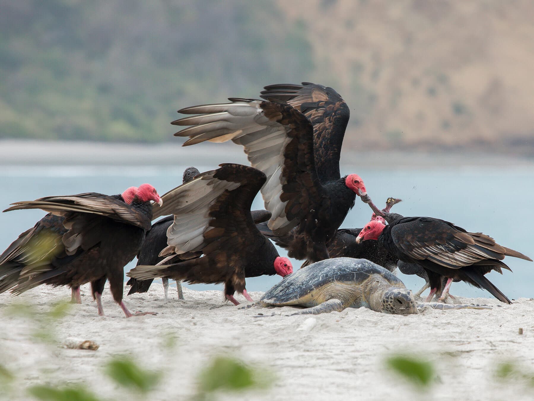 Turkey vultures feeding