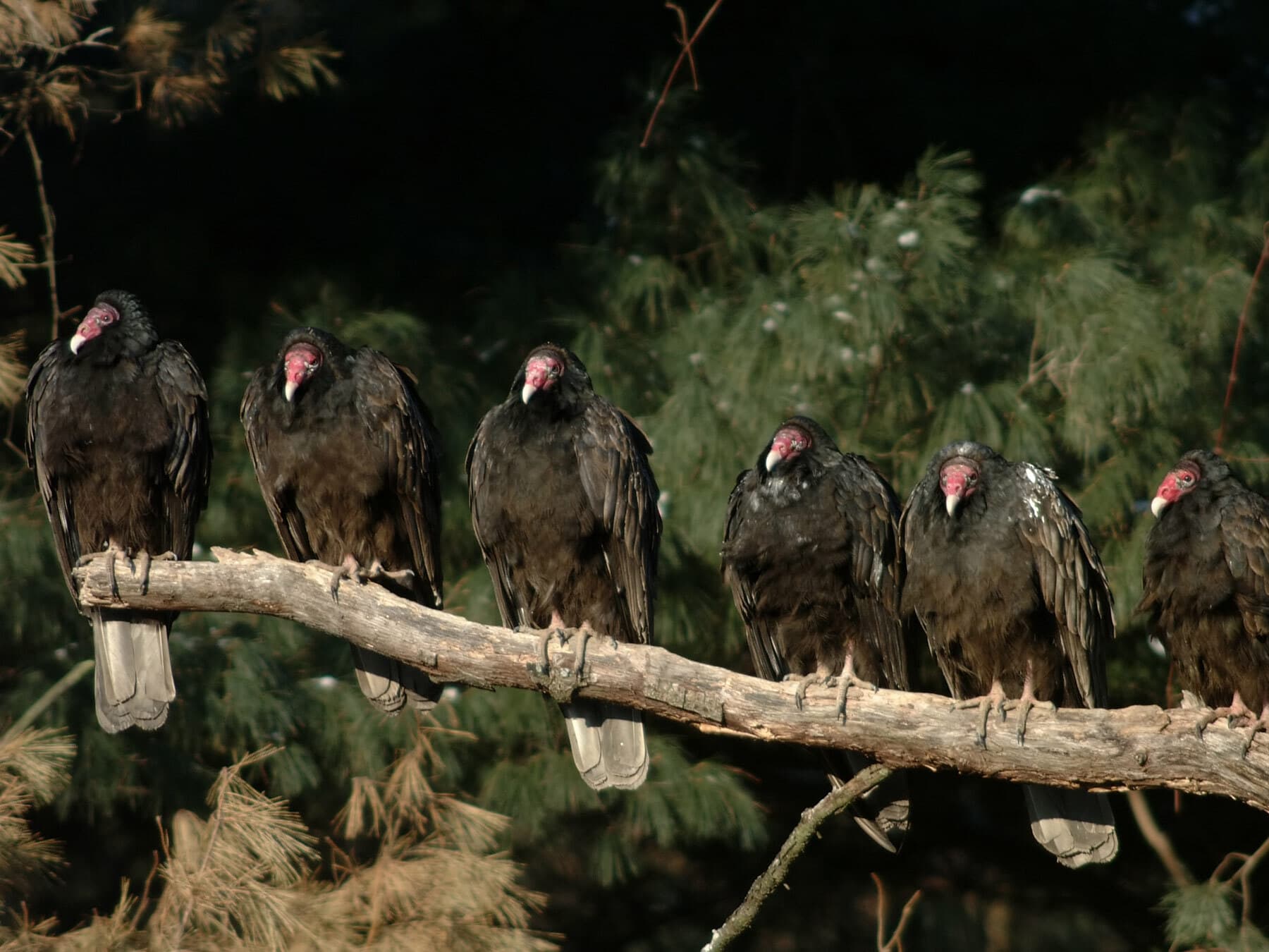 Turkey vultures perched
