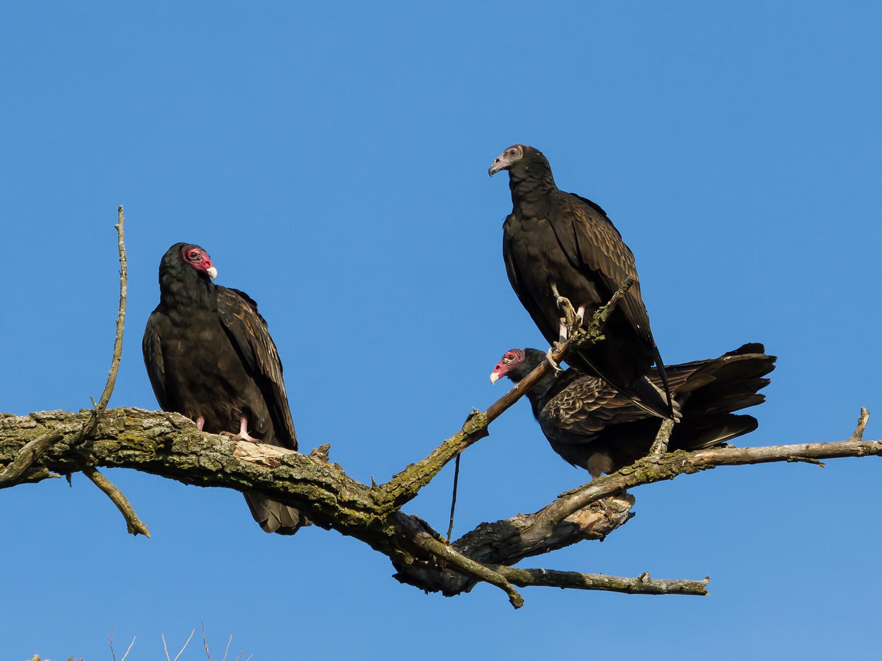Turkey vultures perched