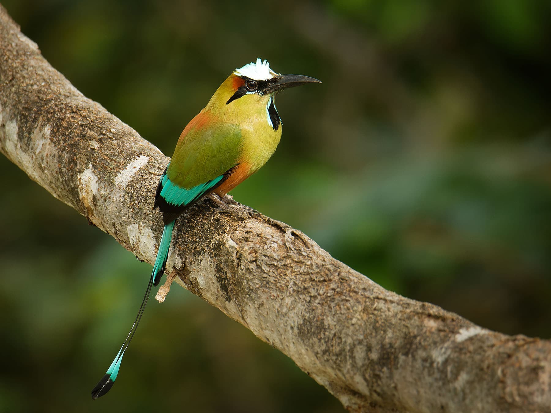 Turquoise browed motmot close