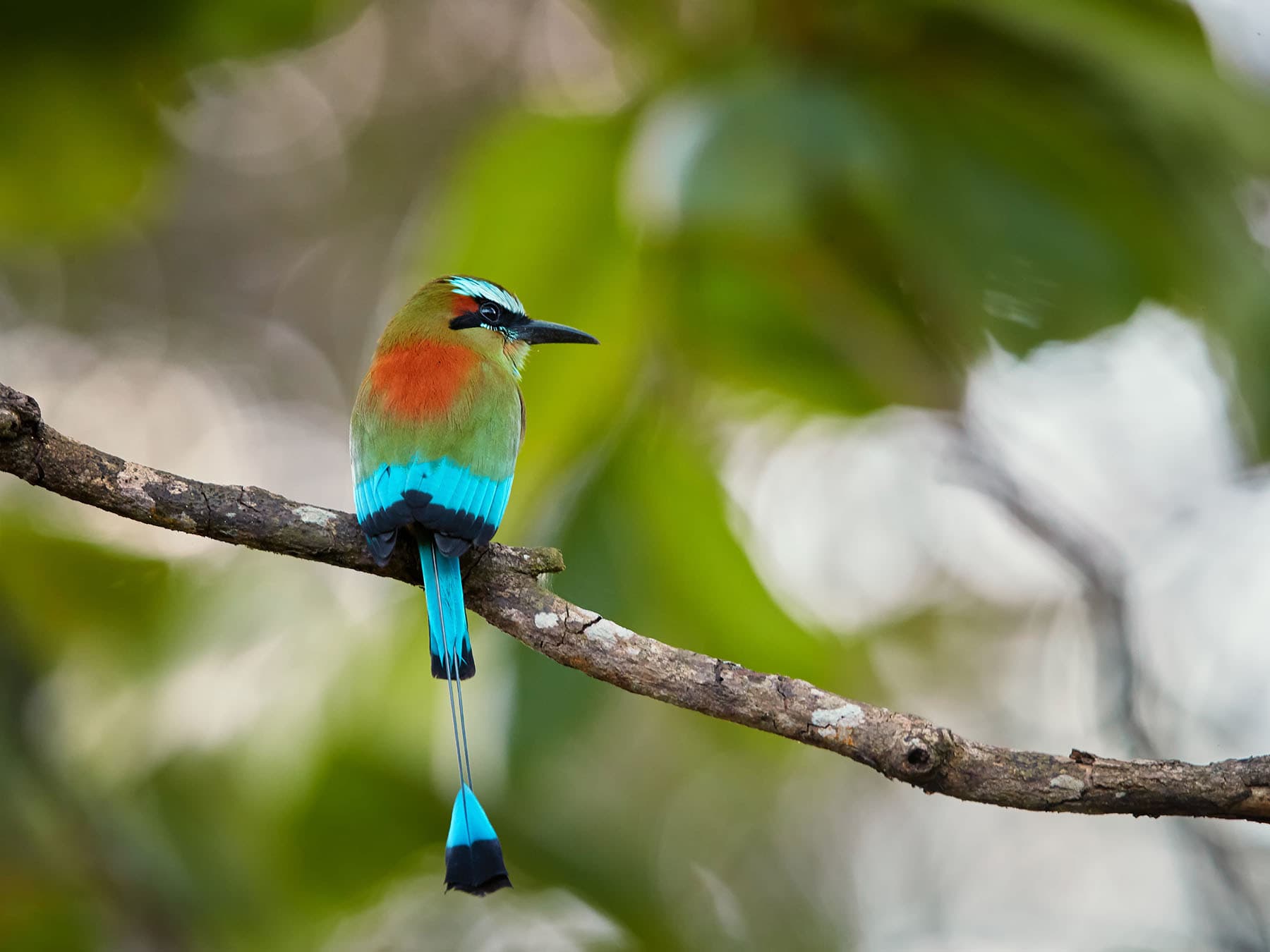 Turquoise browed motmot perched