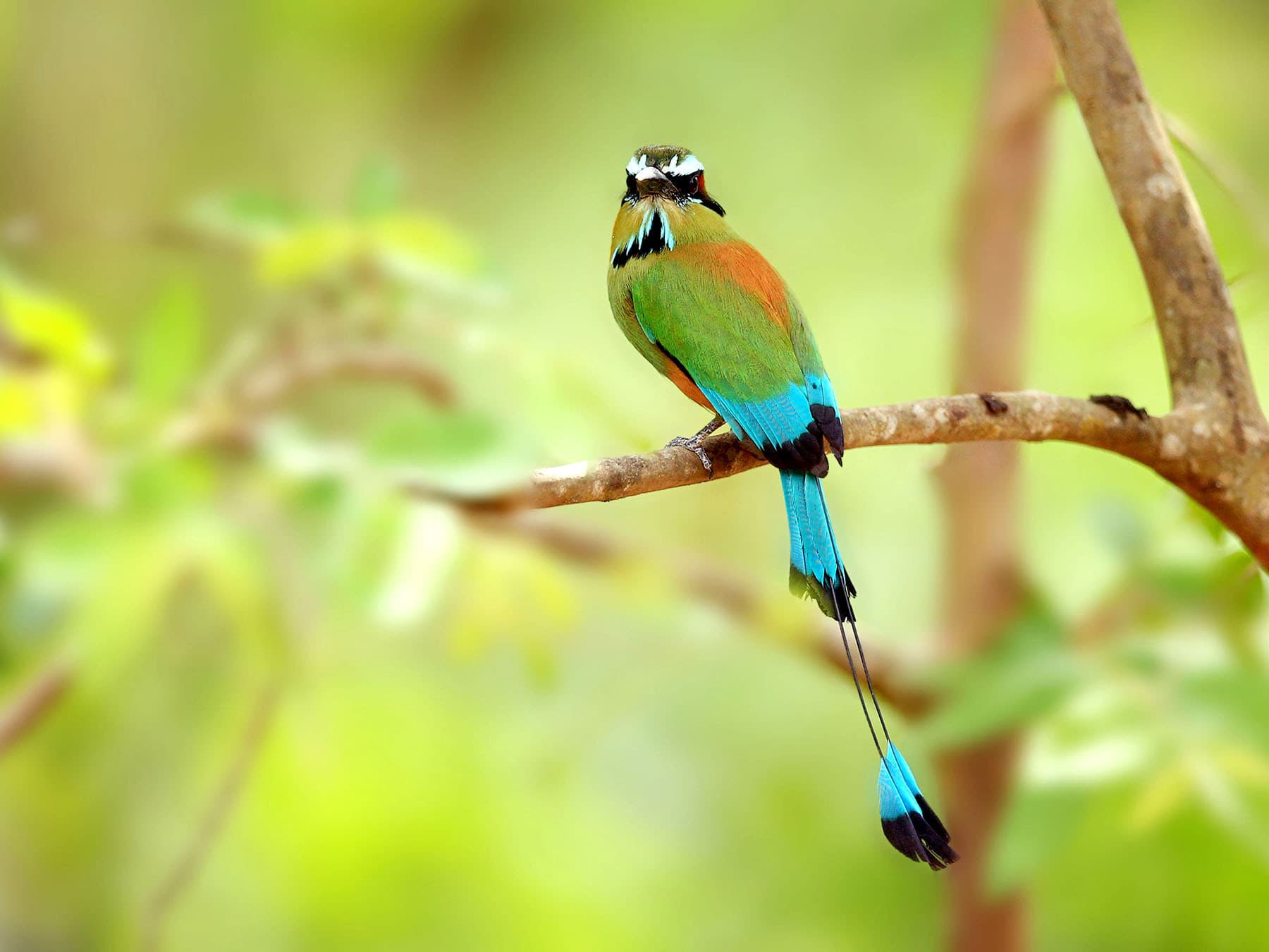 Turquoise browed motmot