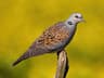 European Turtle-dove