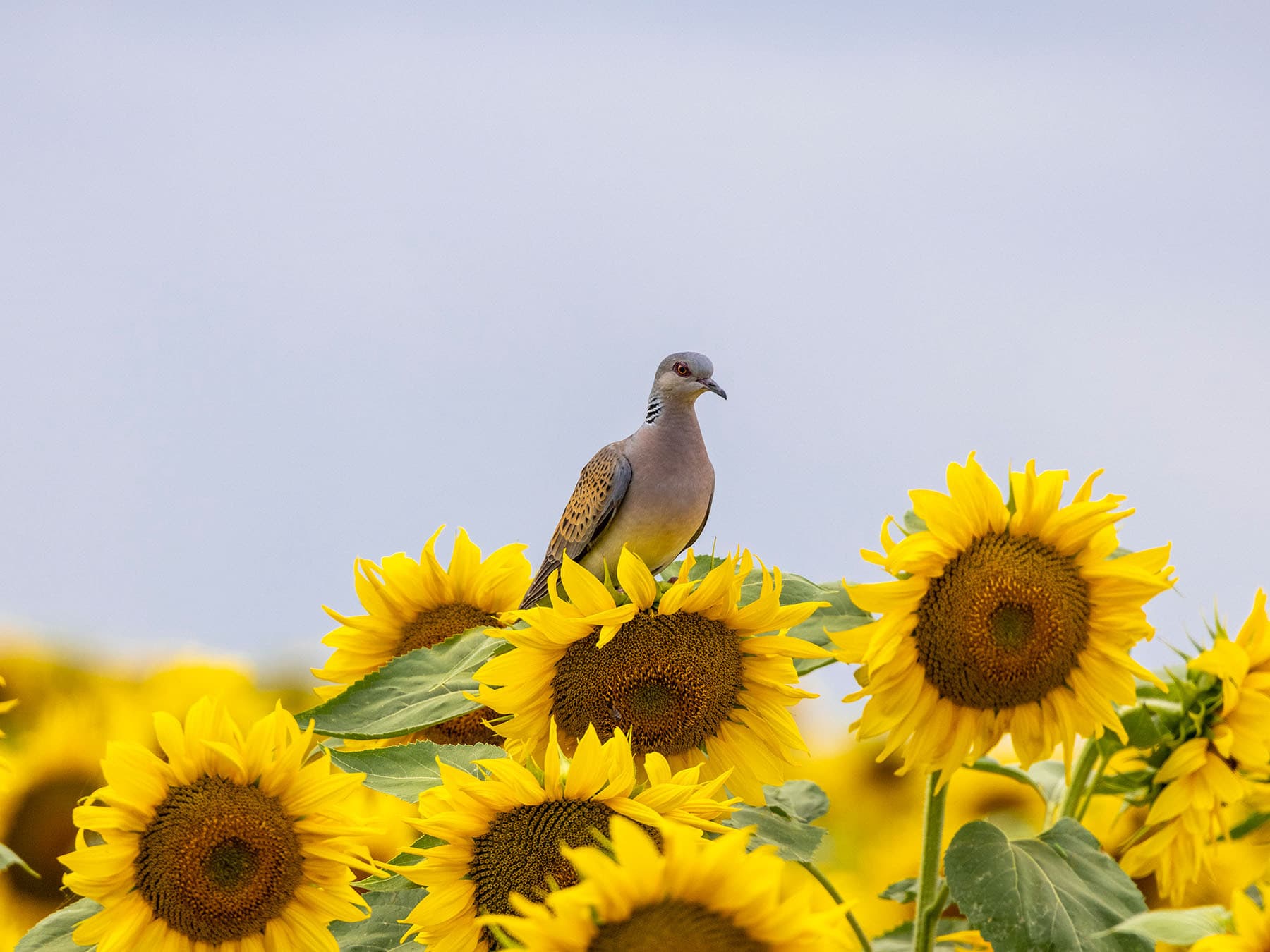 Turtle Doves mainly consume seeds and fruits