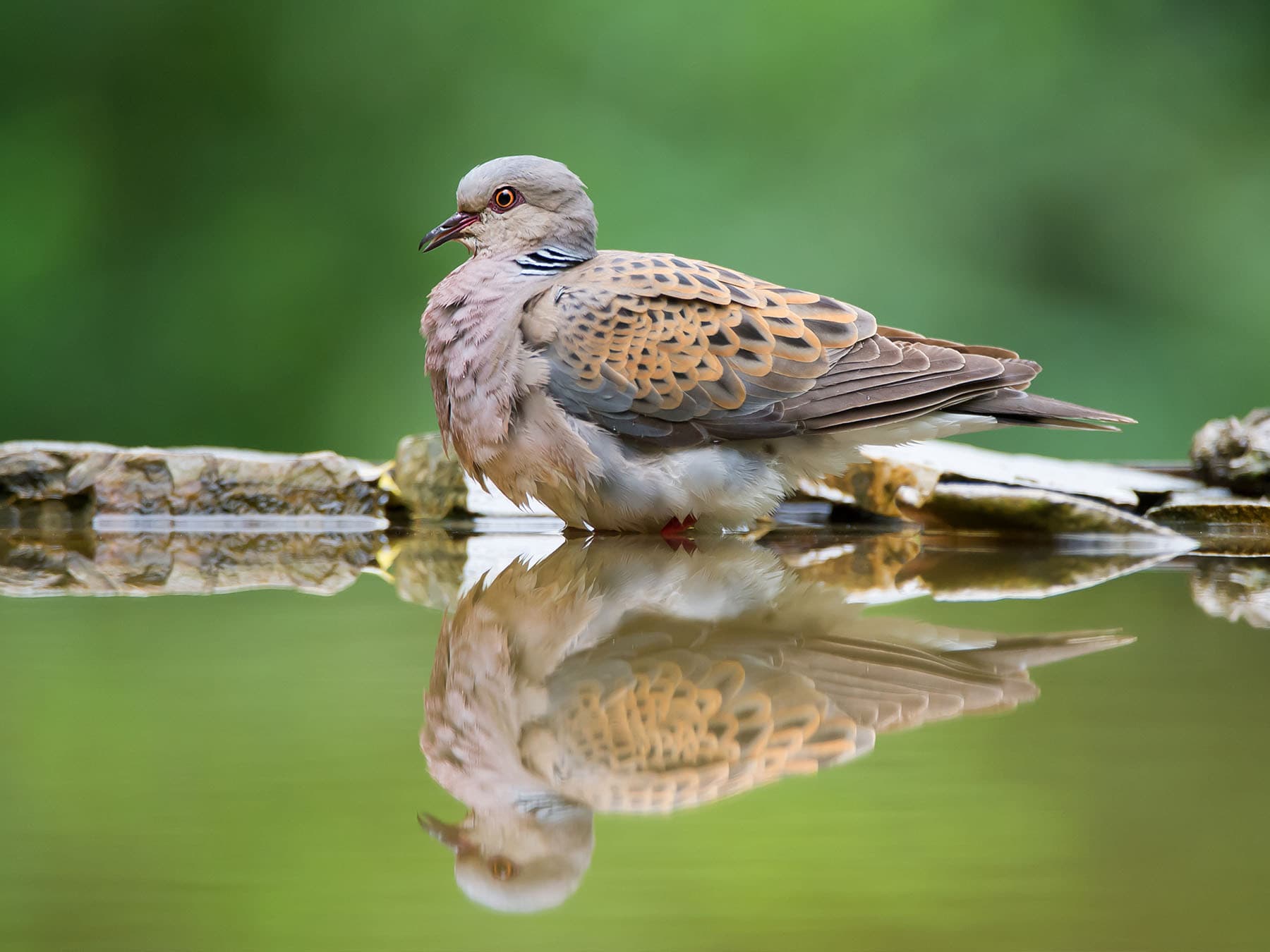 Turtle Dove having a drink of water