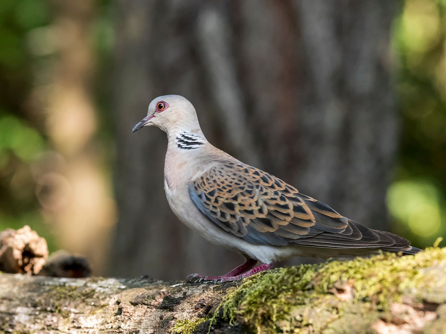 The edge of Woodlands are great places to try and spot Turtle Doves