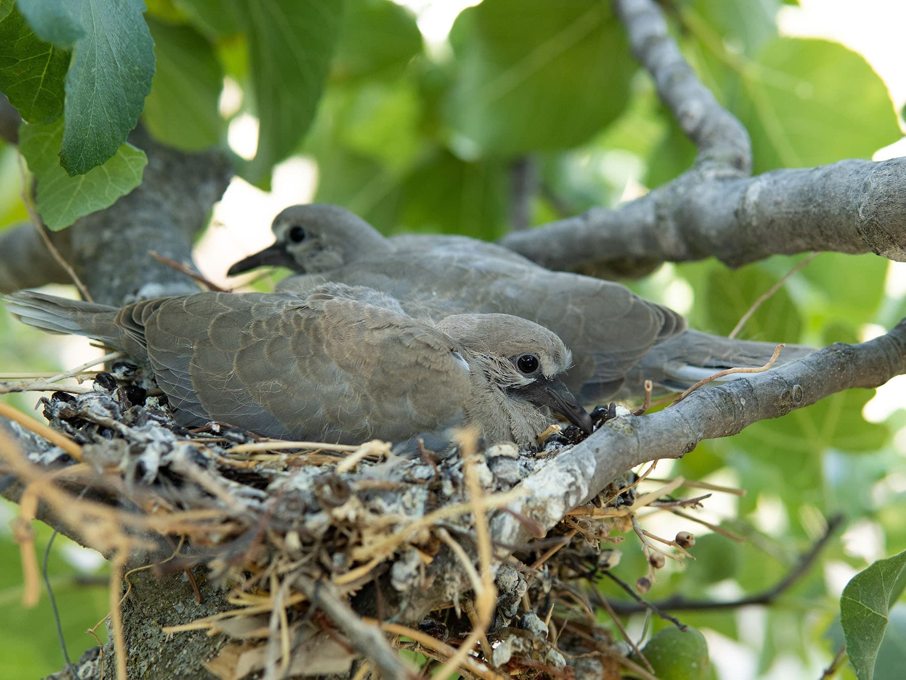The nest of a Turtle Dove, with two young chicks inside
