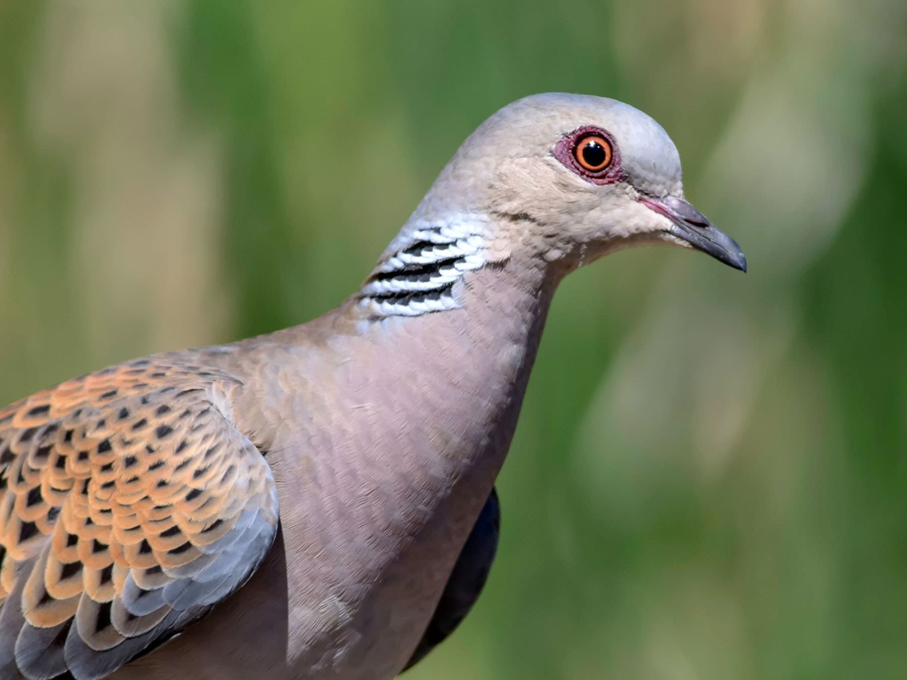 Portrait of a European Turtle Dove