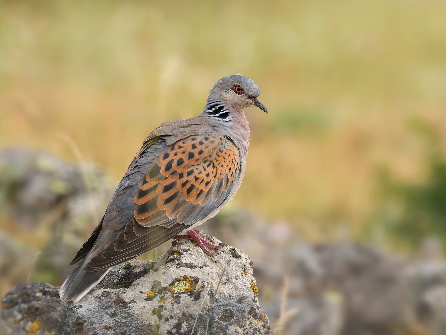 Close up of a Turtle Dove perched on a rock