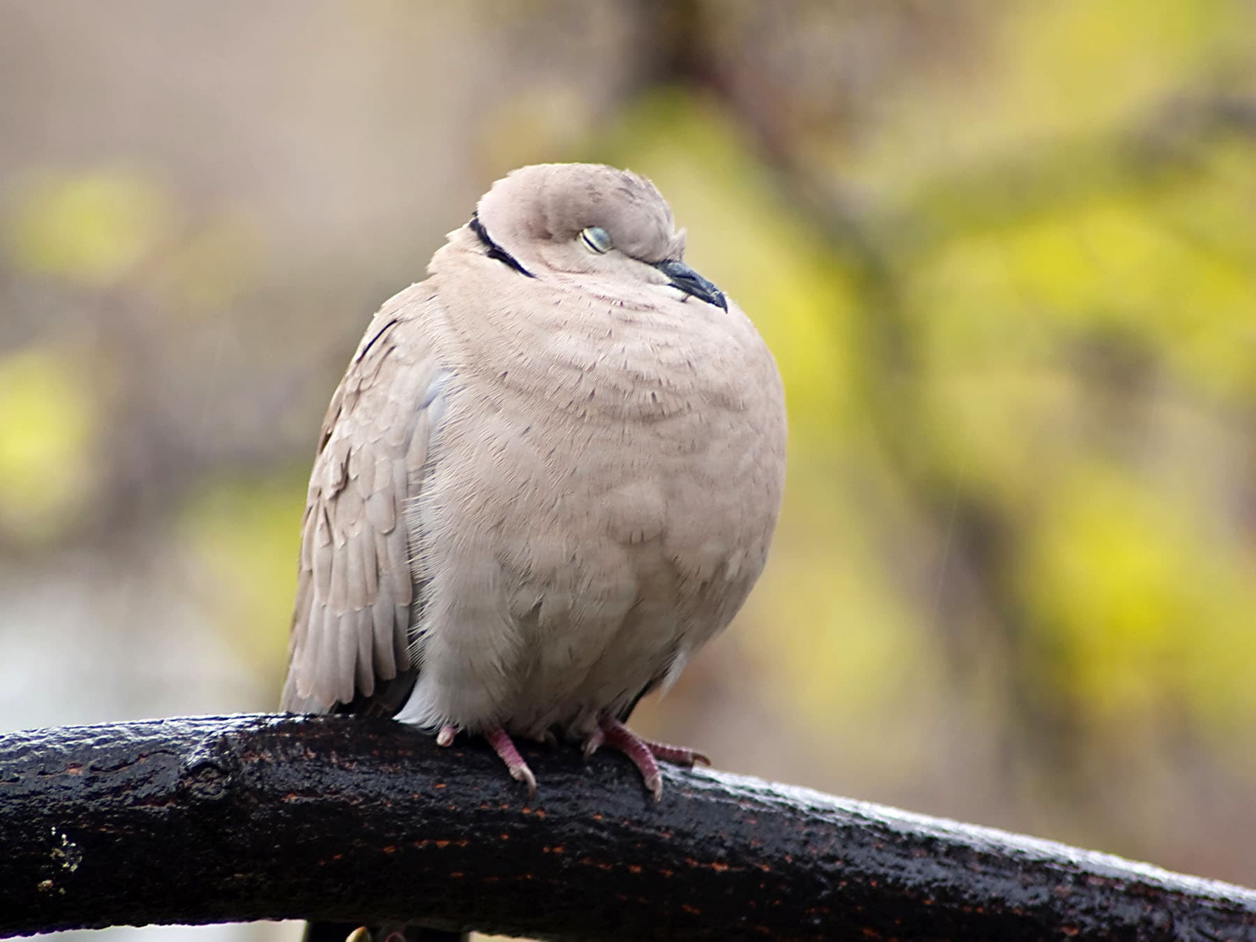 Turtle dove sleeping on branch