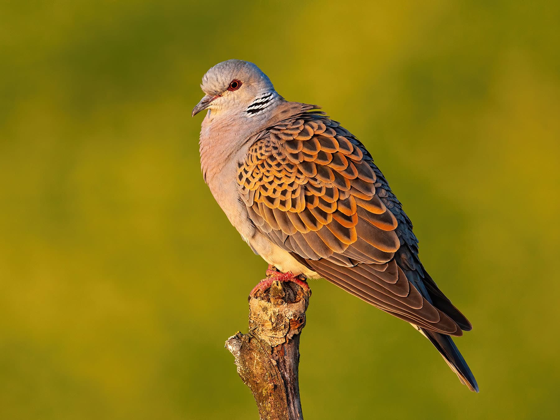 Turtle Dove perched on a post at sunset