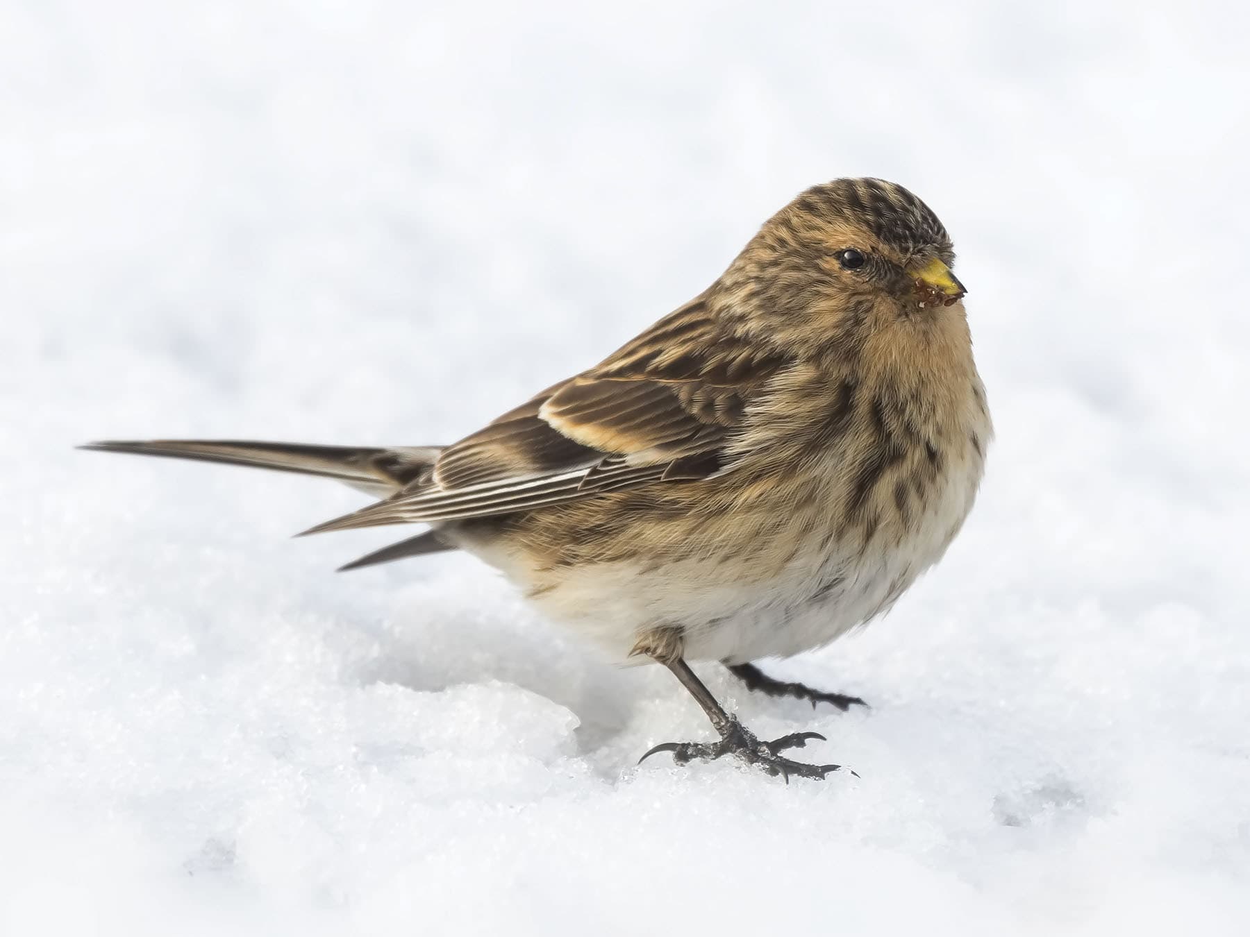 Close up of a Twite on the ground