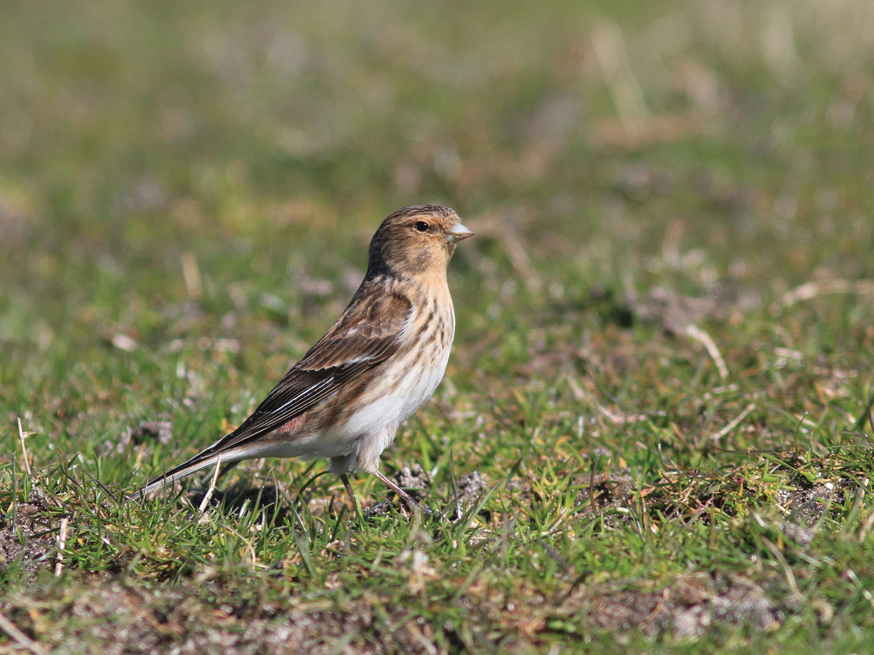 Twite in its natural habitat, foraging for food