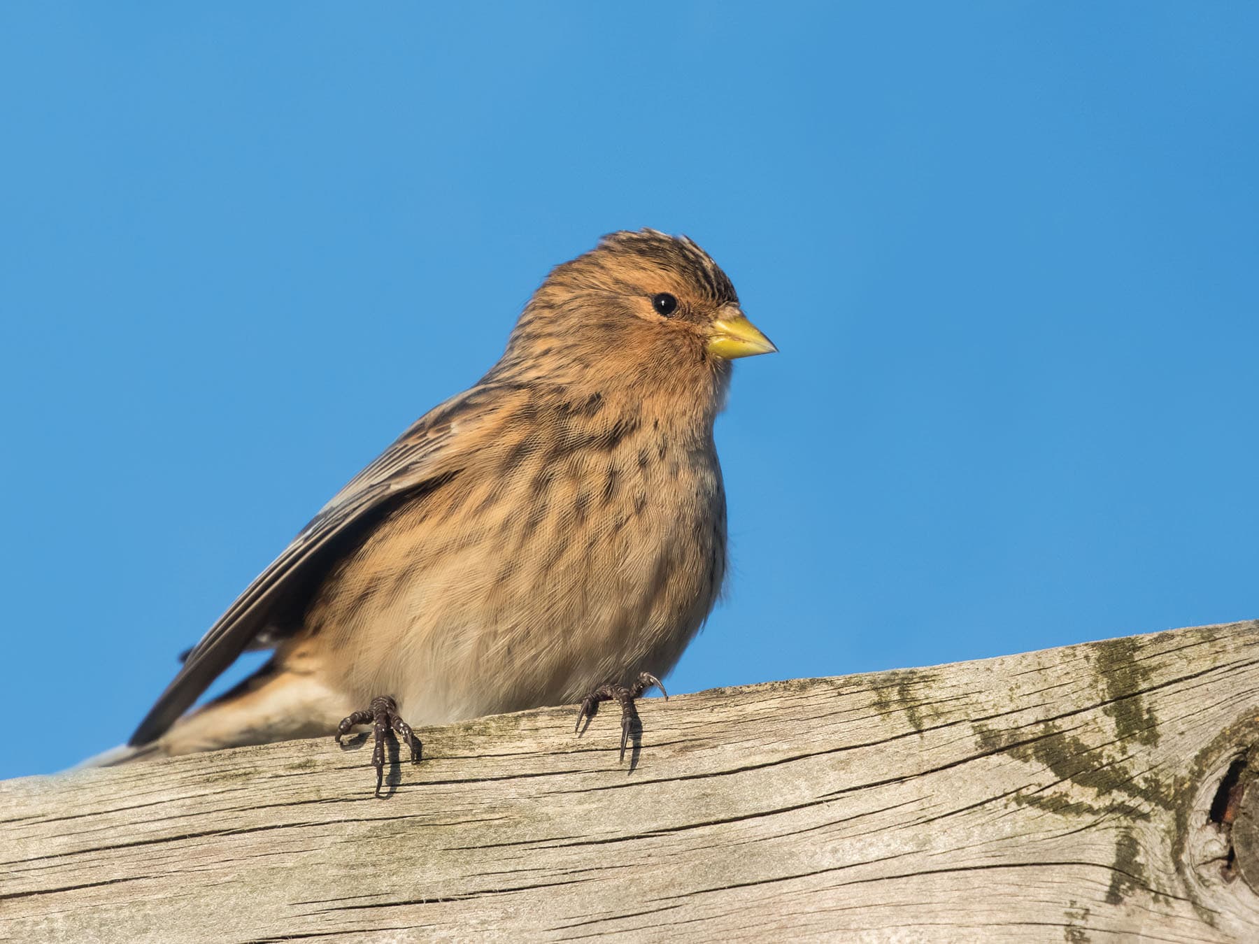 Twite perched on a wooden fence, East Yorkshire, UK