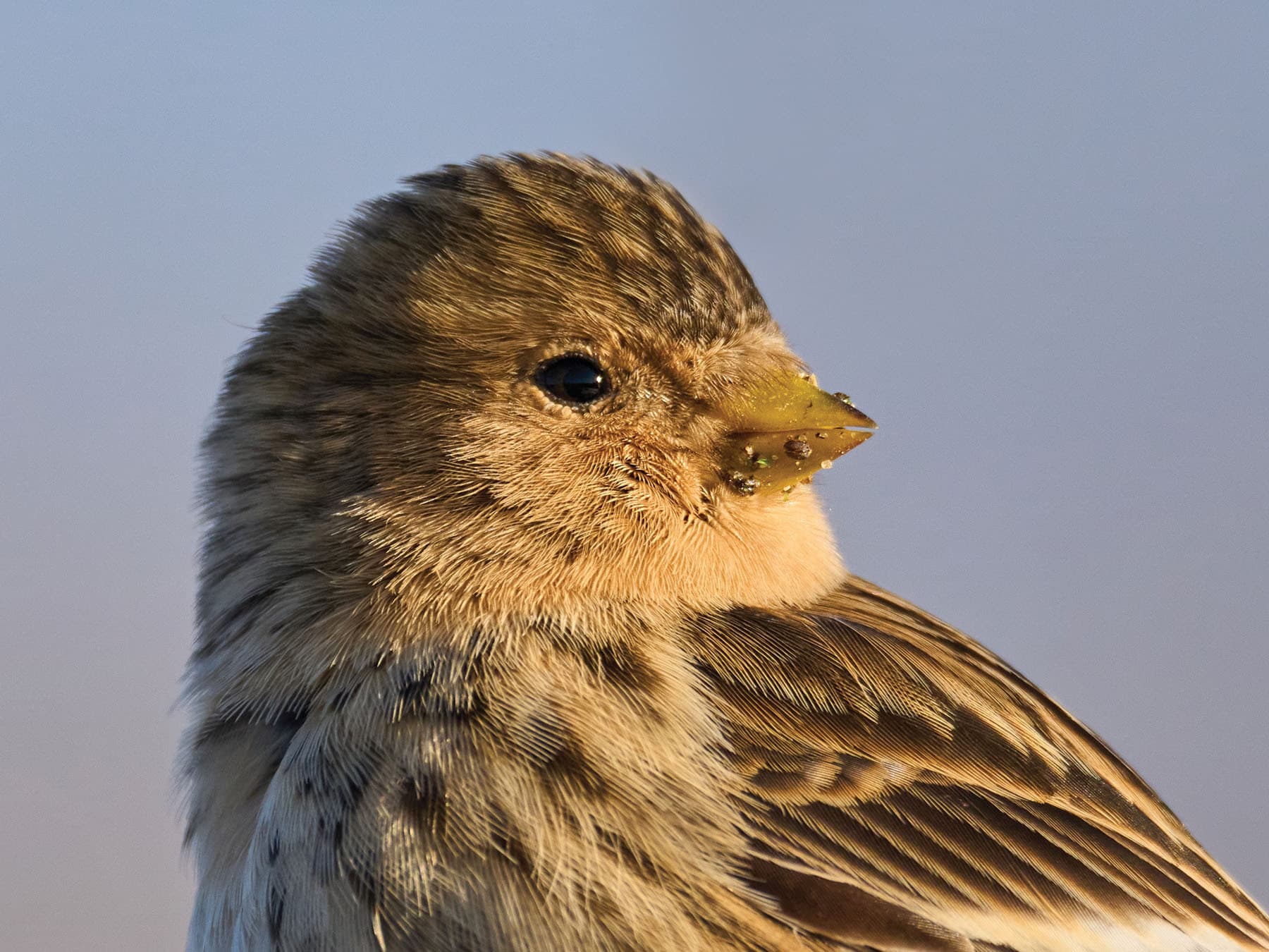 Close up portrait of a Twite