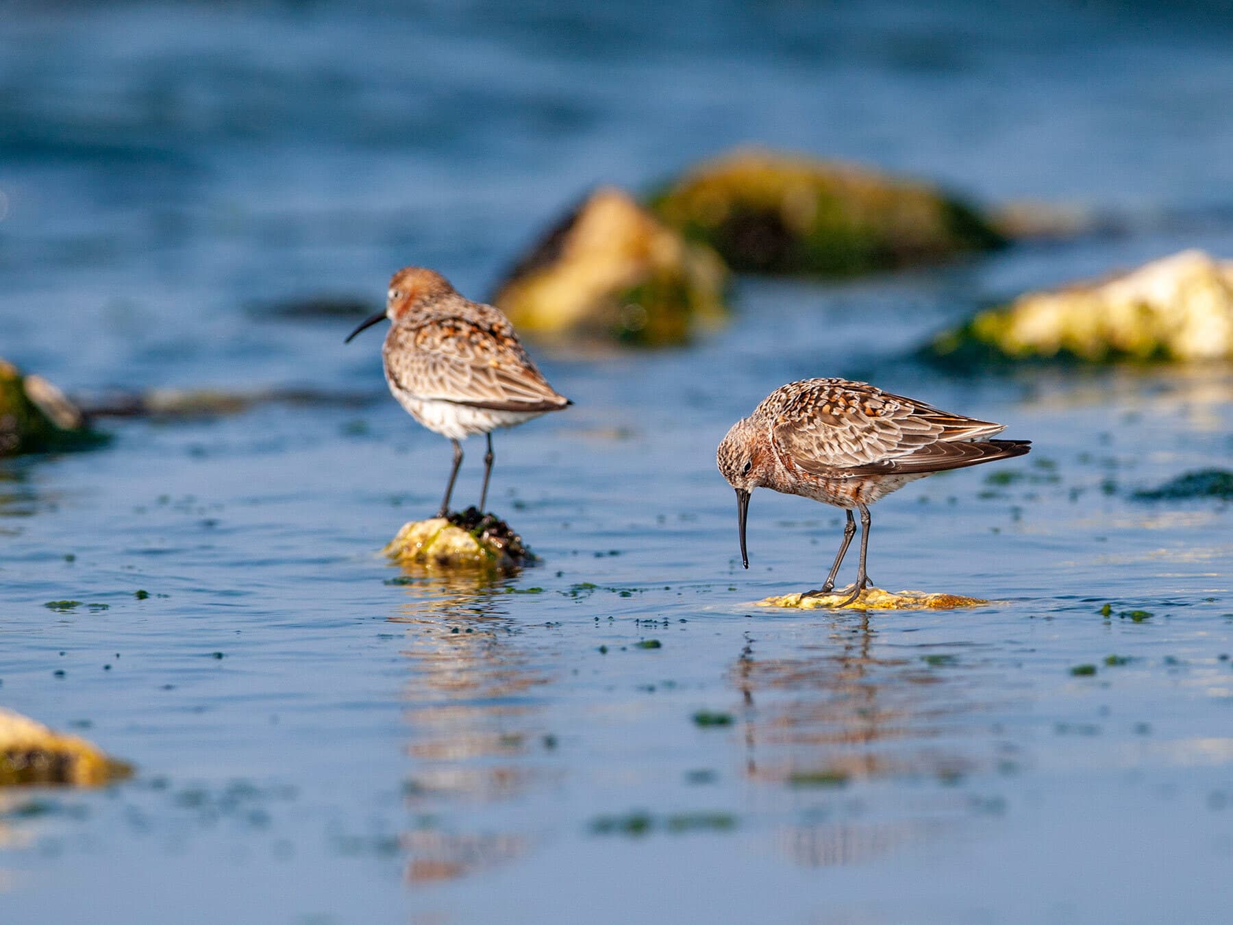 A pair of Curlew Sandpipers