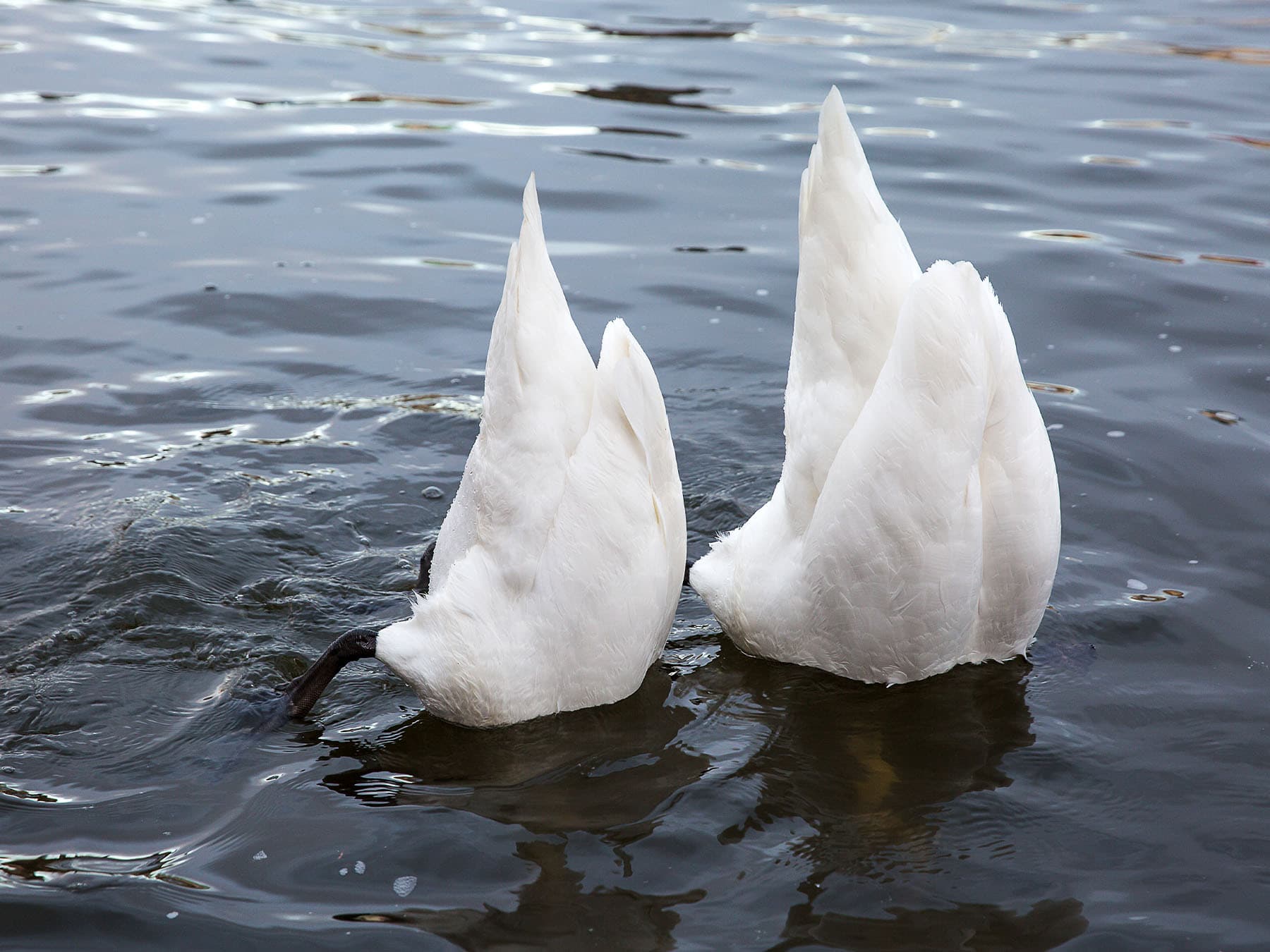Two upended swans foraging