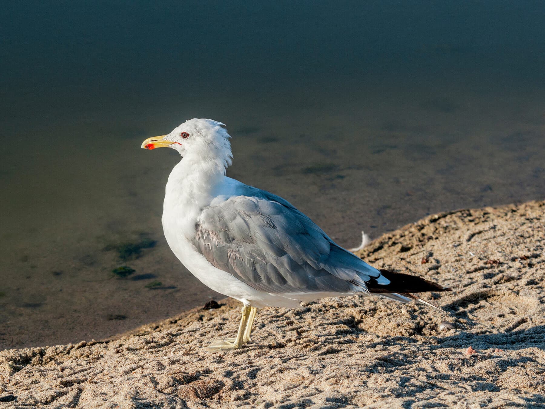 California Gull