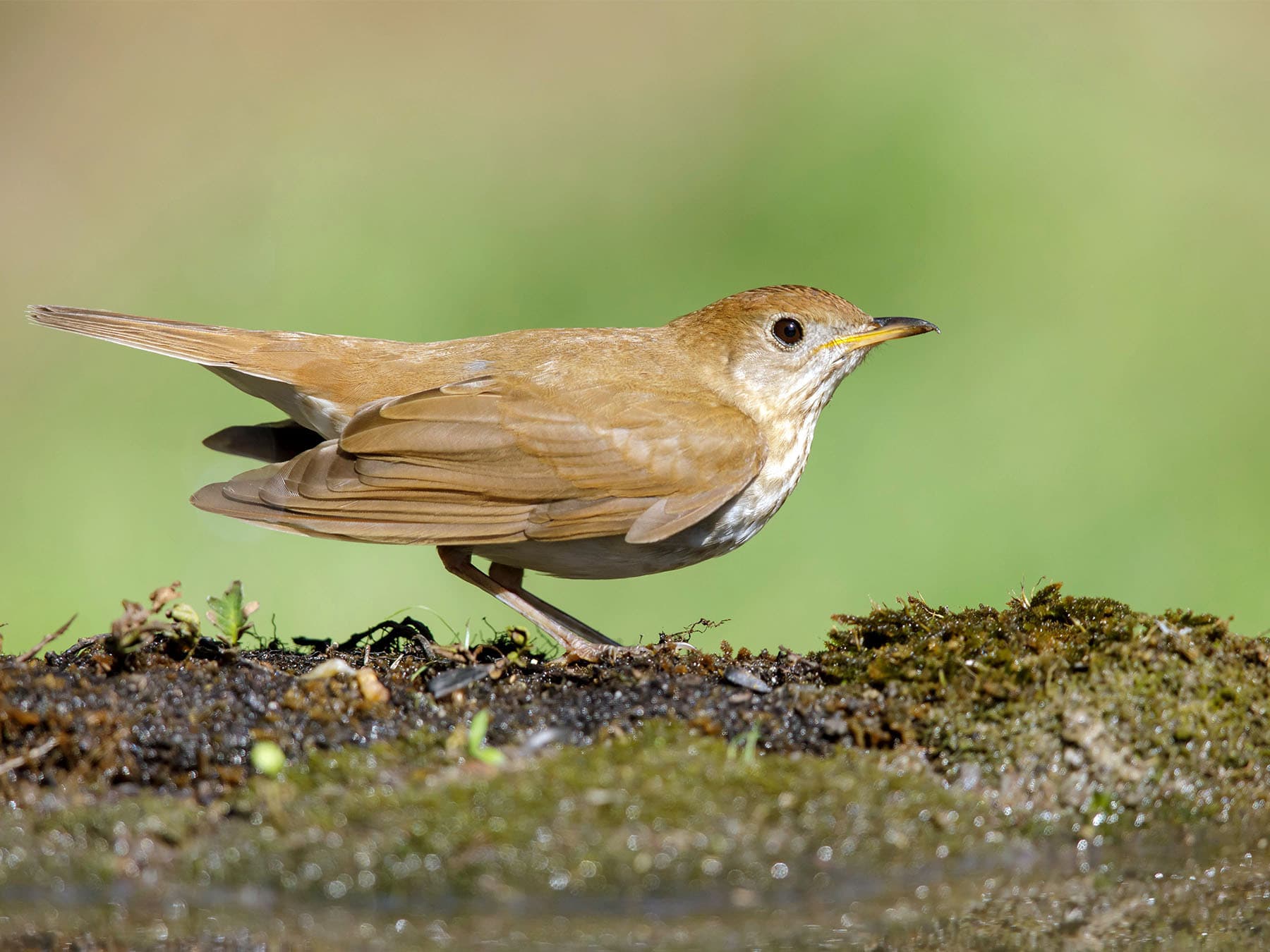 Veery on the ground foraging