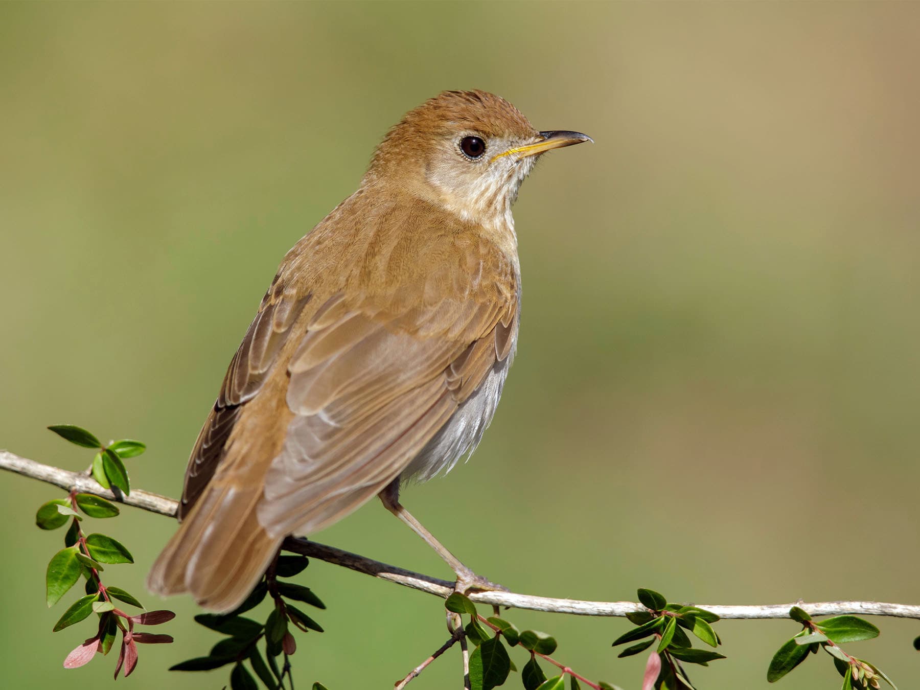Veery resting on a branch