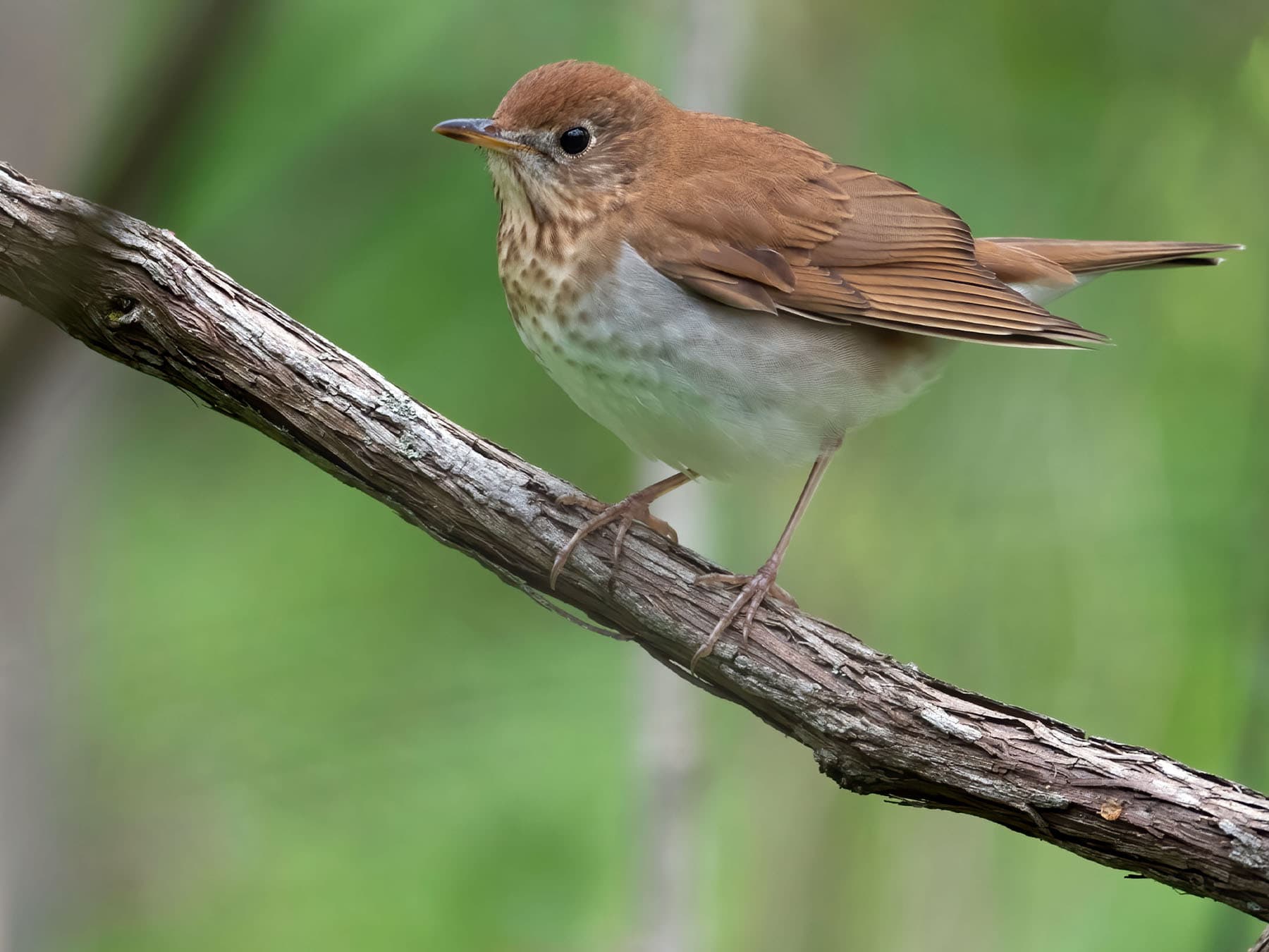 Veery perched on a branch
