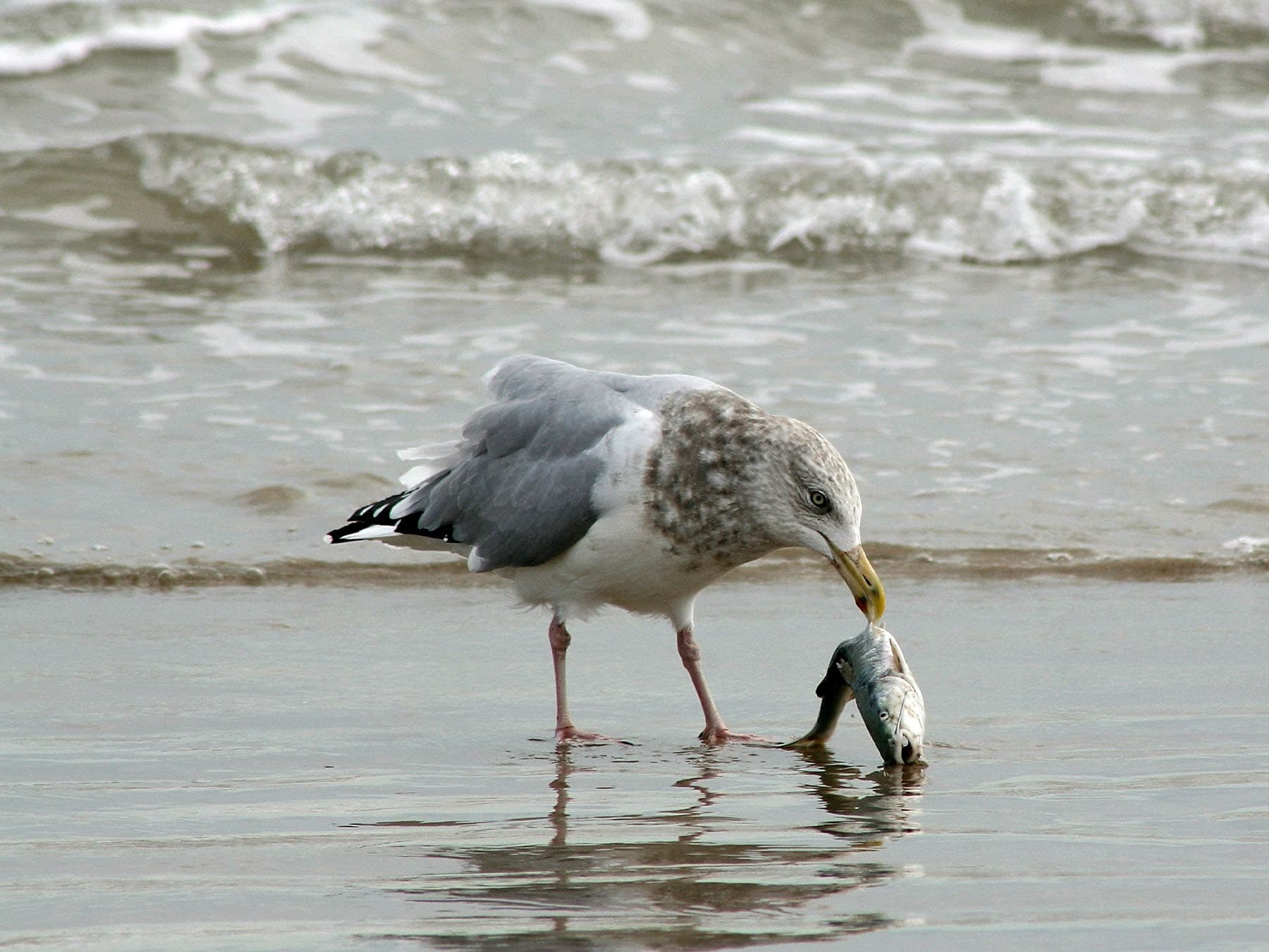 Vega Gull feeding on fish