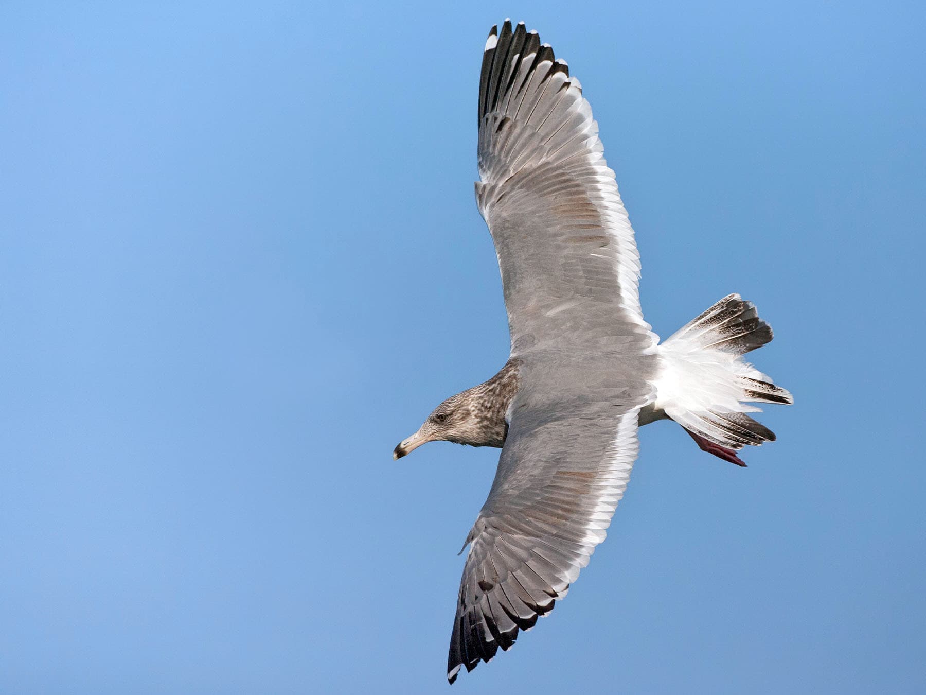 Vega Gull in-flight