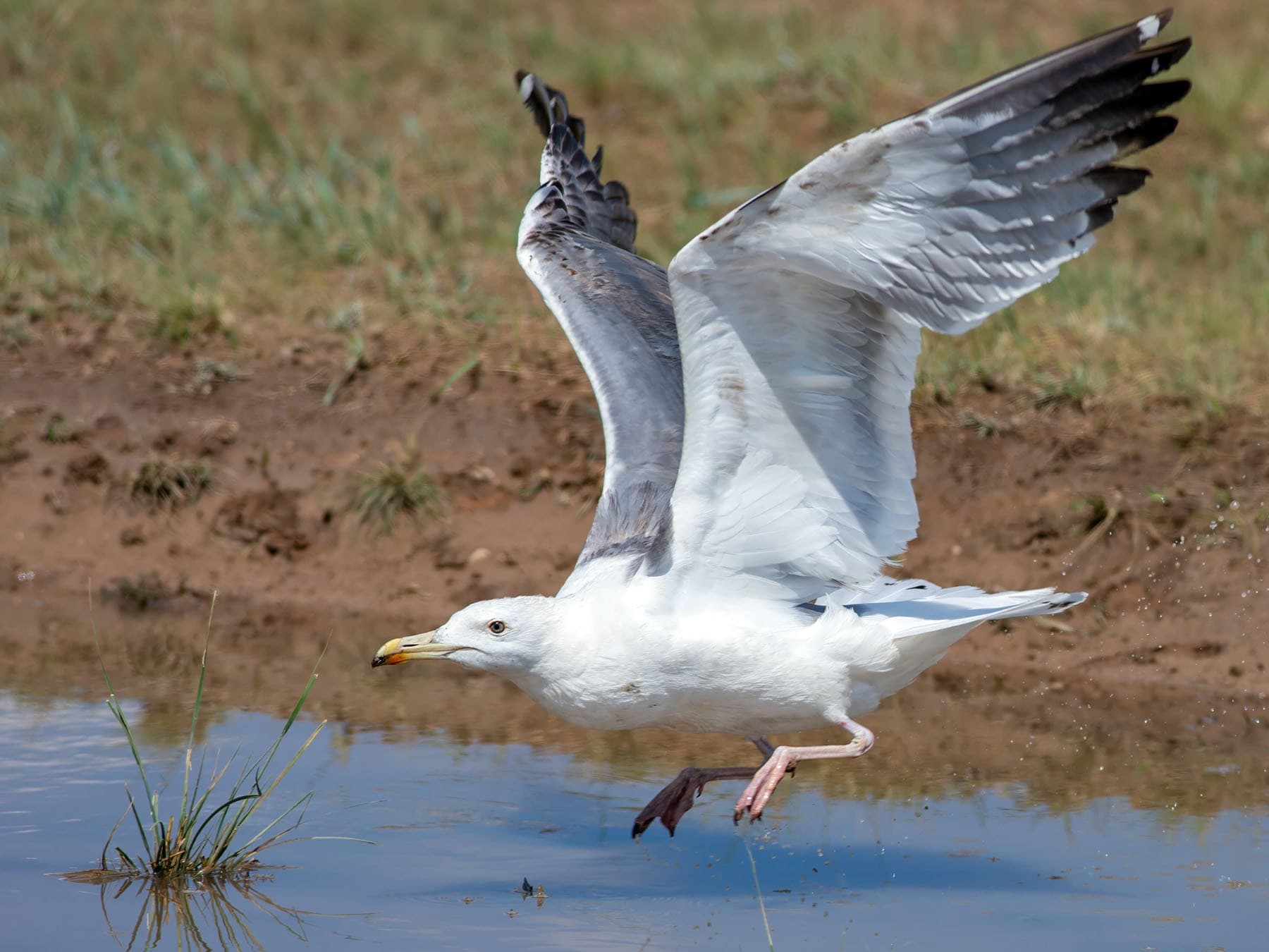 Vega Gull landing in natural habitat