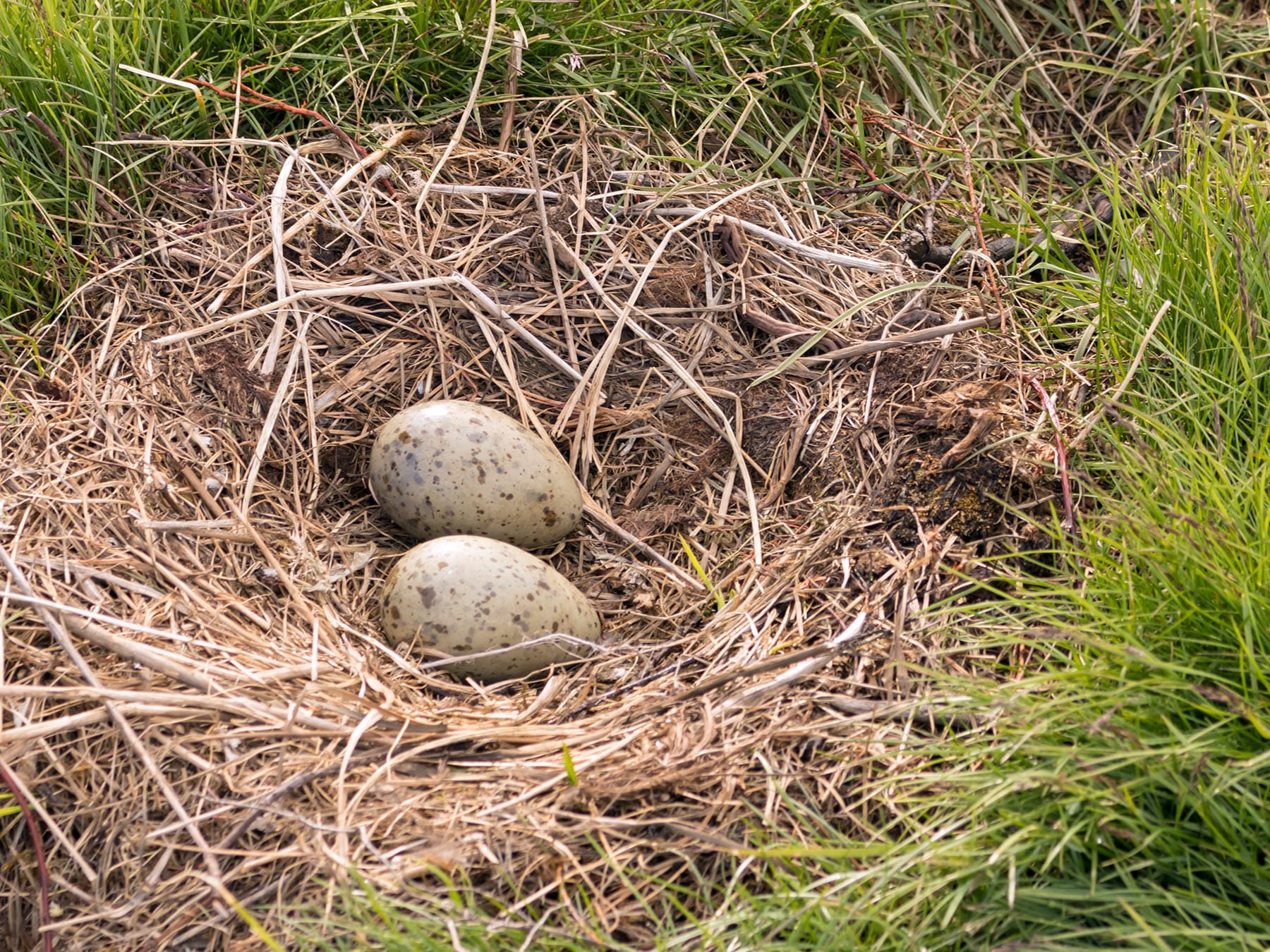 Vega gull nest with two eggs