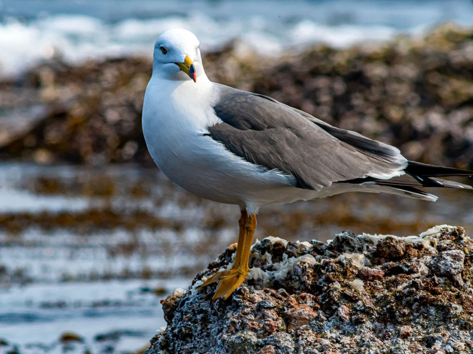 Vega Gull perching on rock