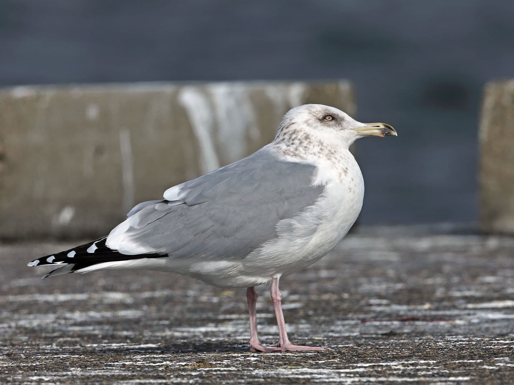 Vega Gull - third winter plumage