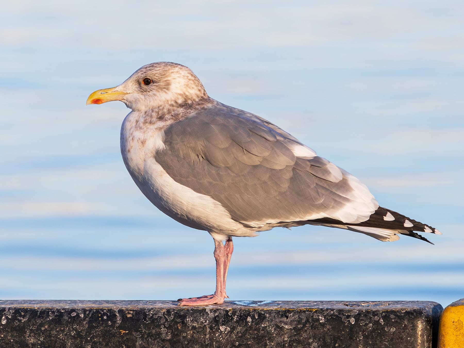 Vega Gull