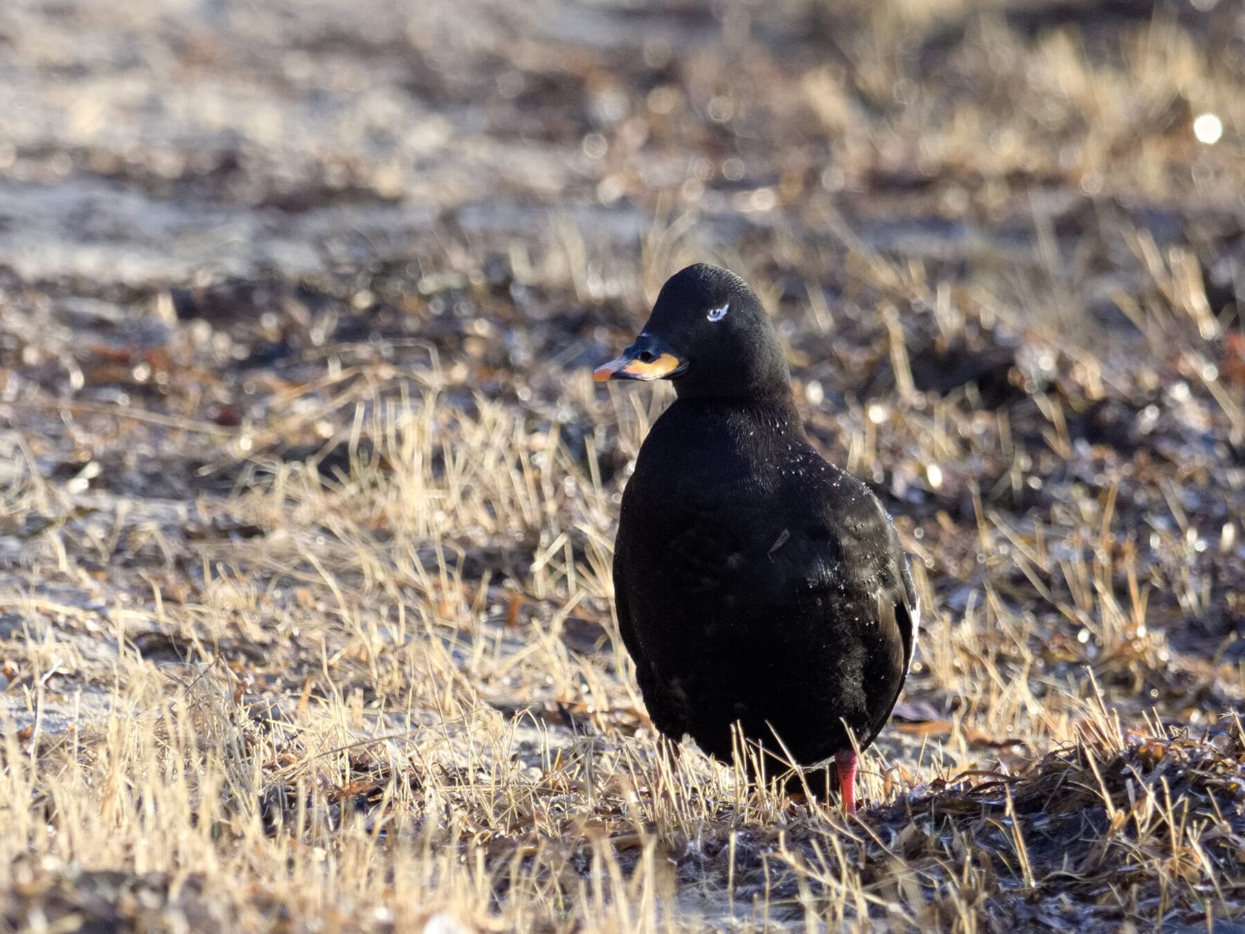 Velvet Scoter on the ground
