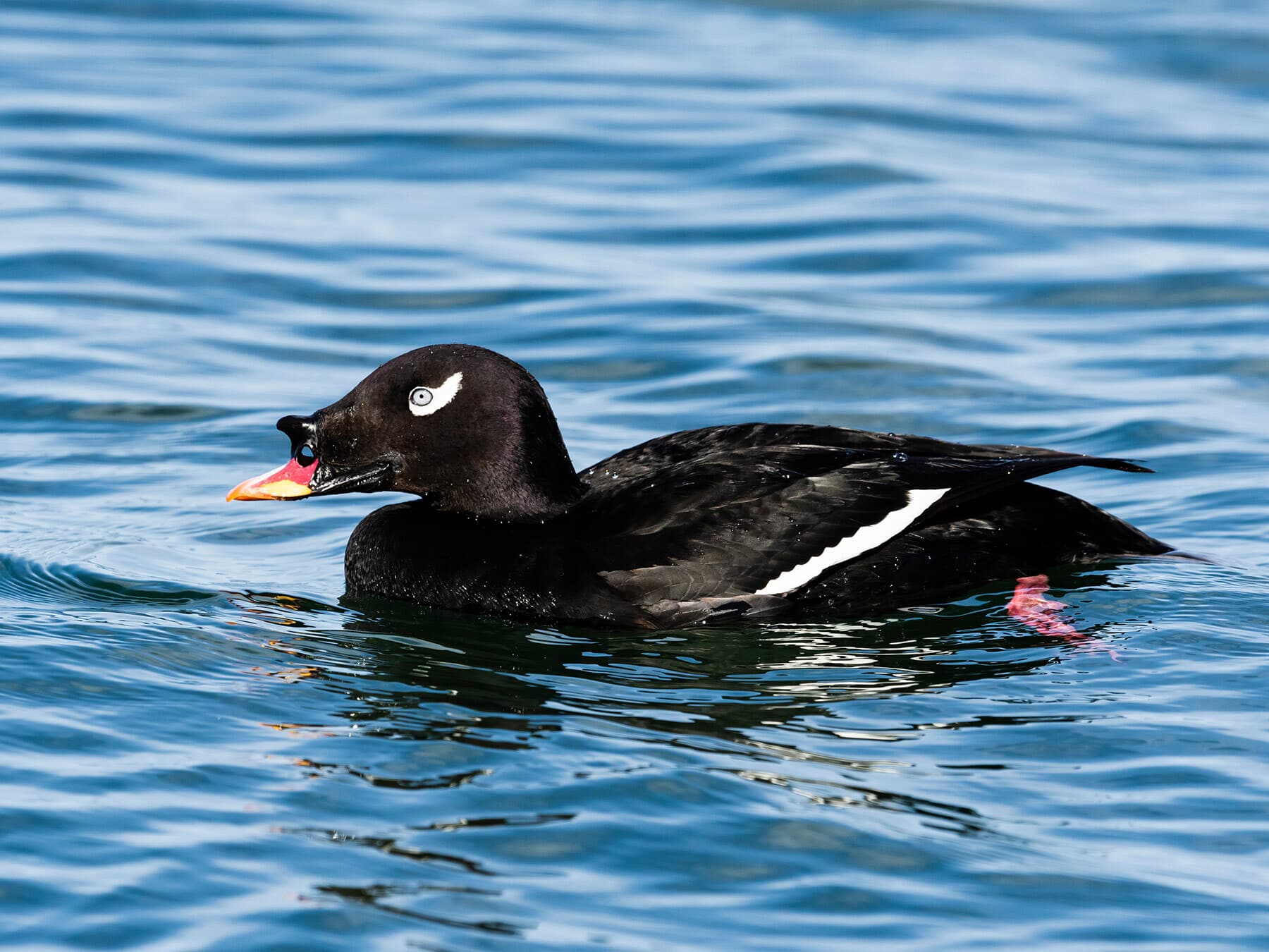 Velvet Scoter