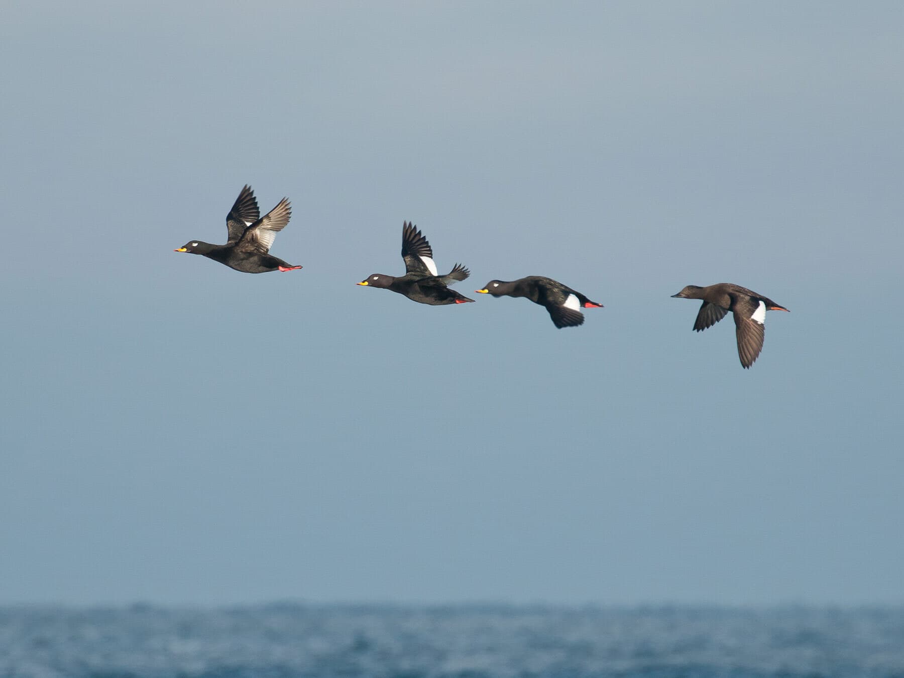 Velvet Scoter in flight