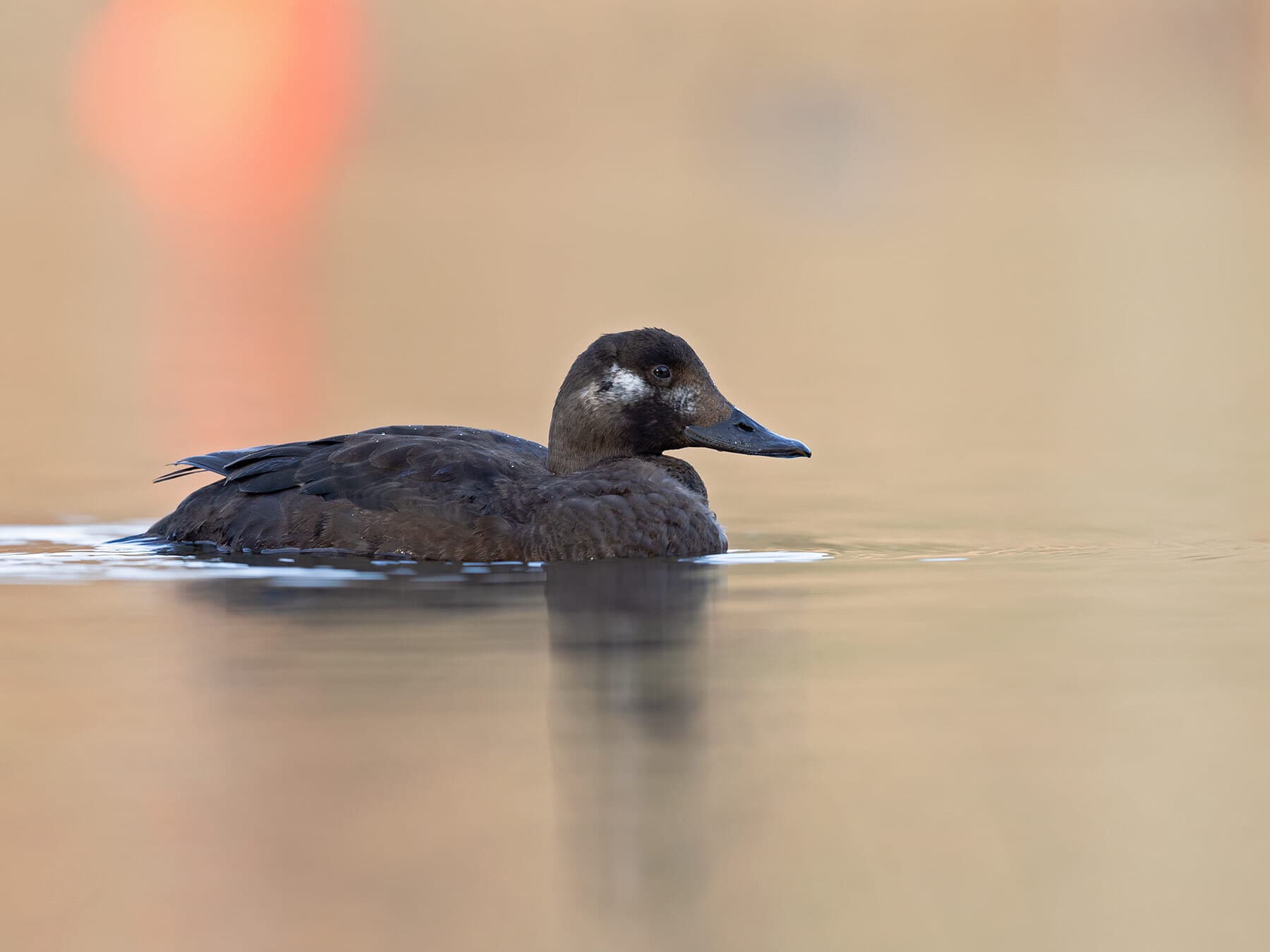 Velvet scoter