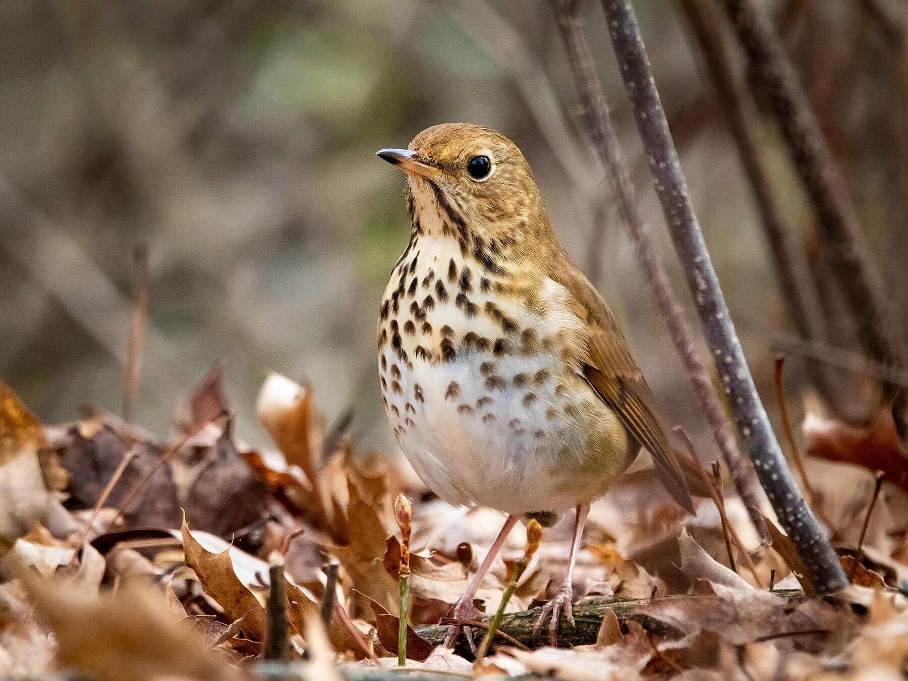 Hermit Thrush