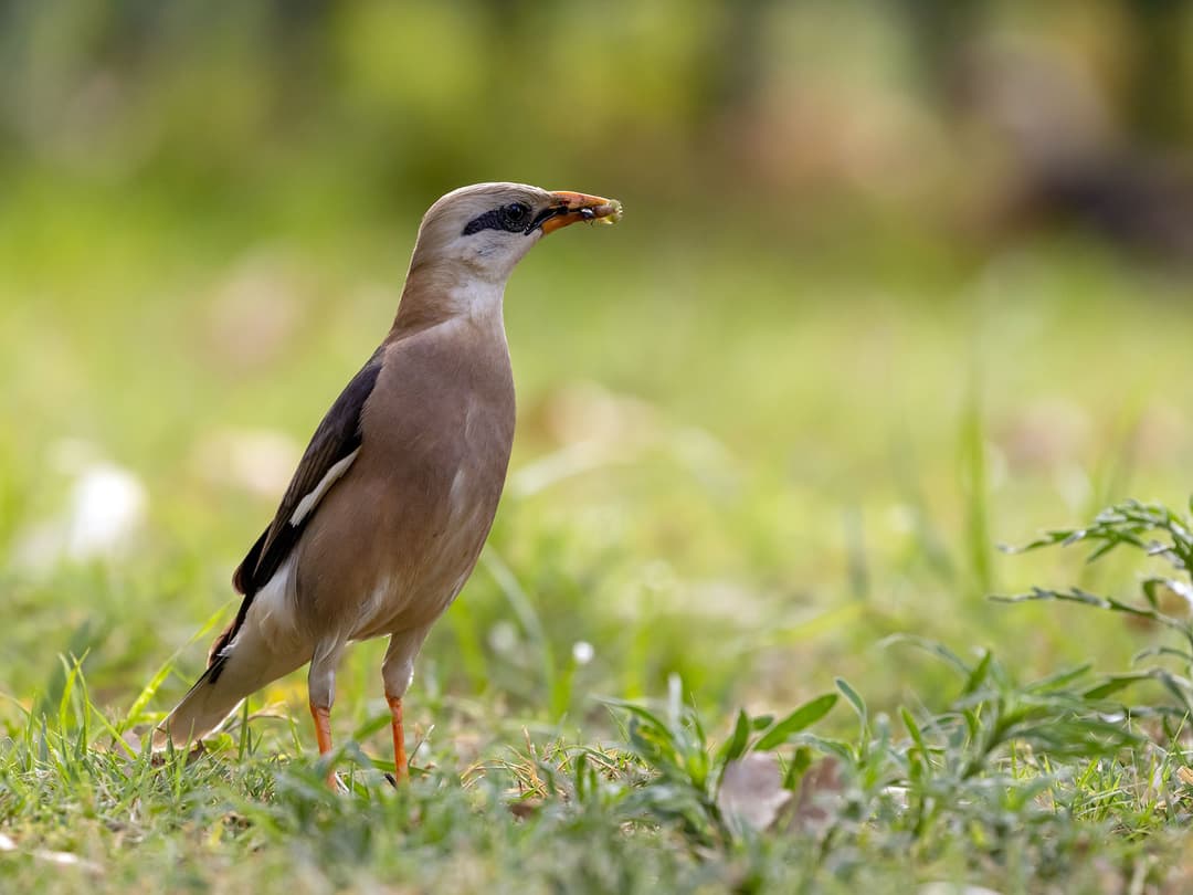 Vinous-breasted Myna | Birdfact