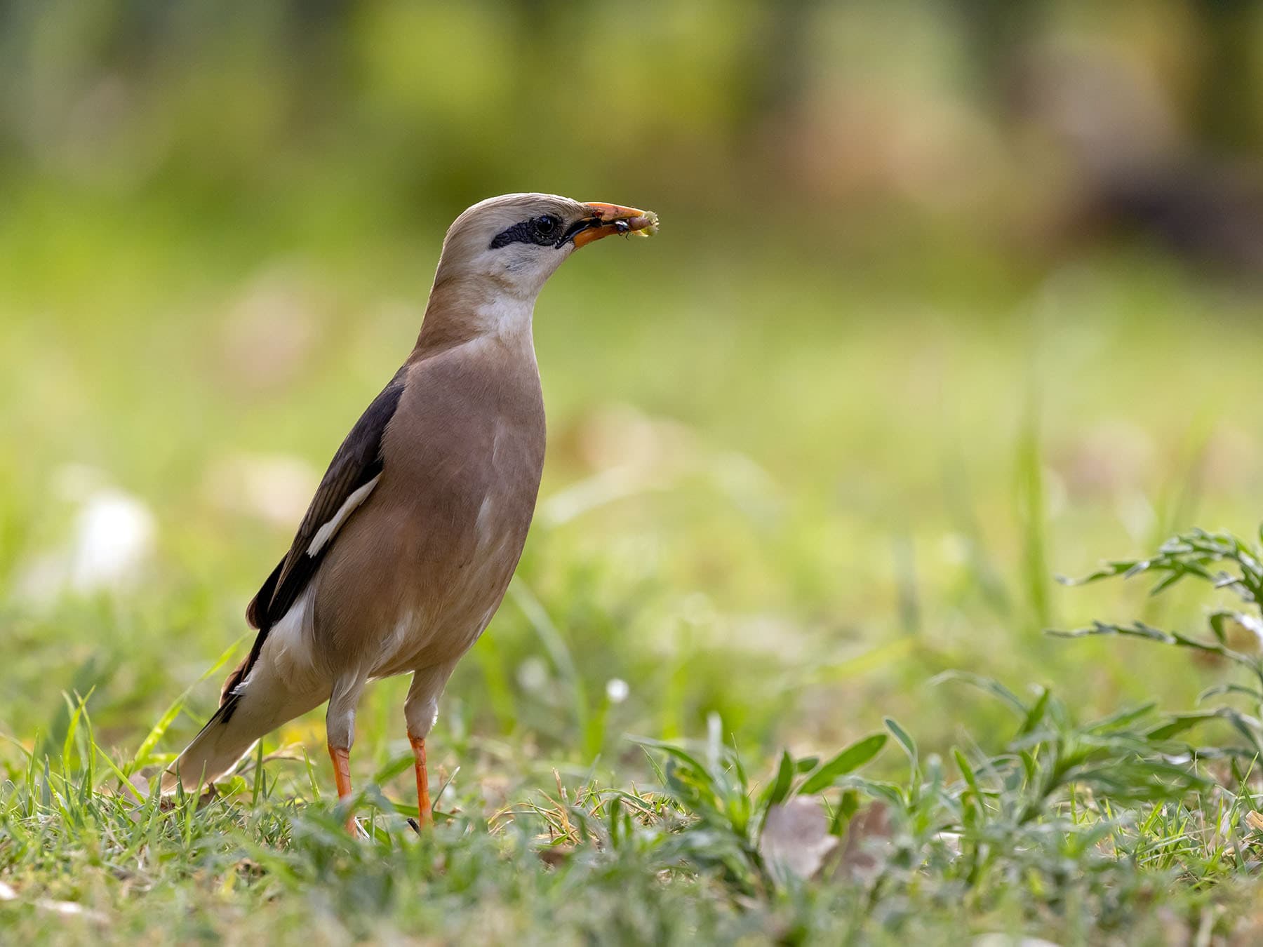 Vinous-breasted Myna feeding on insects