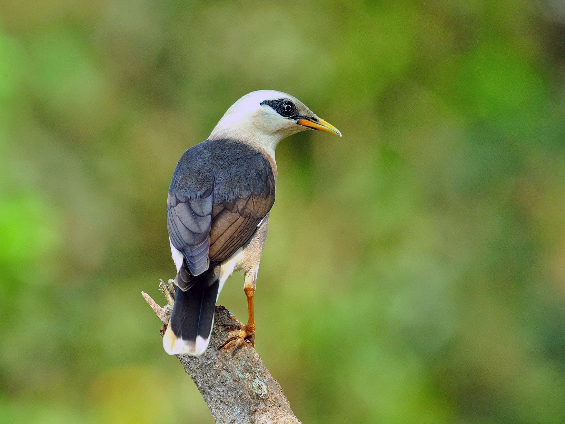 Vinous-breasted Myna perching on a branch