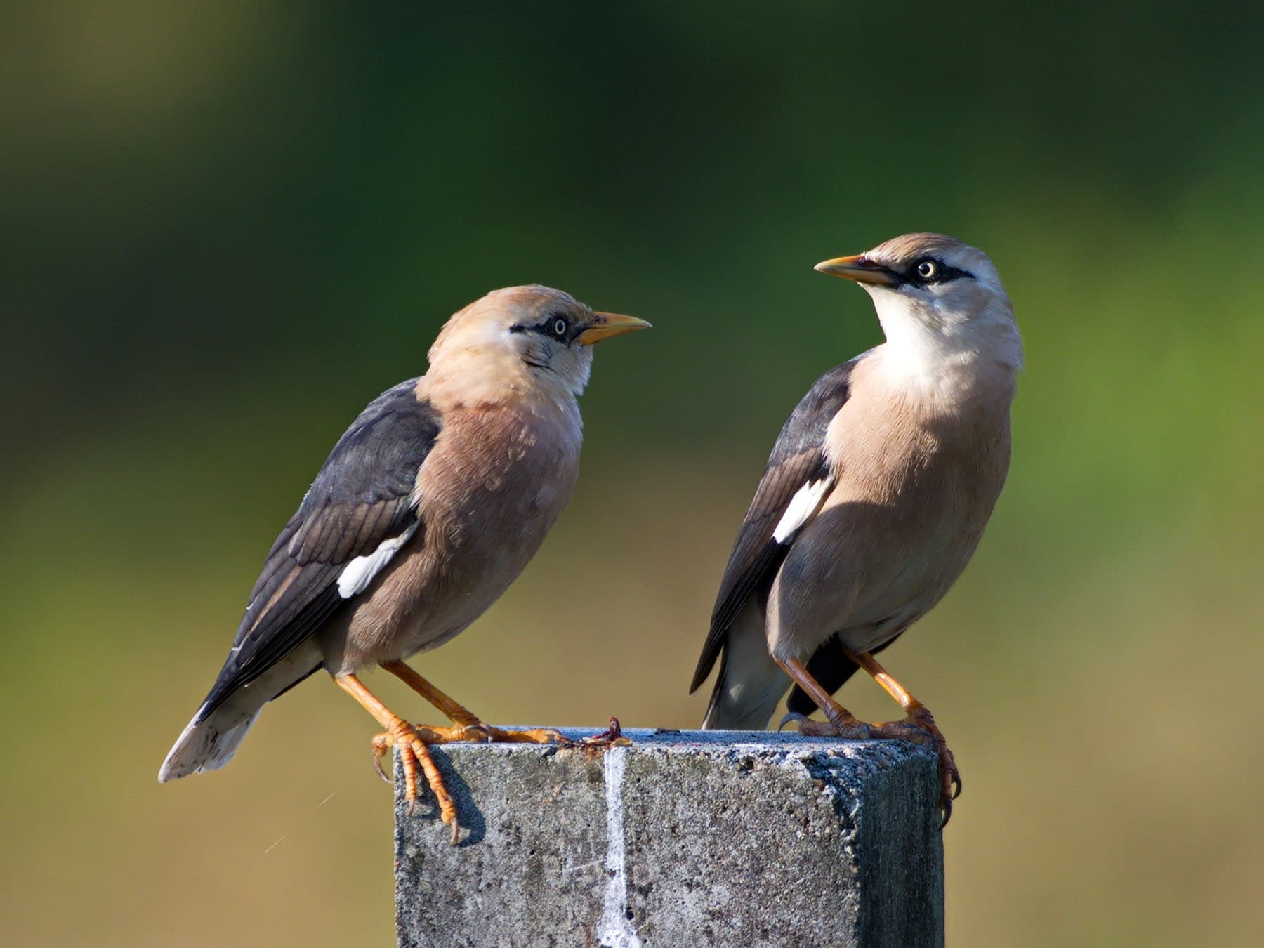 Pair of Vinous-breasted Mynas
