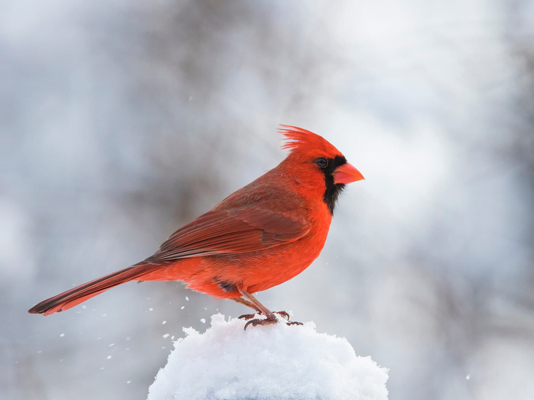 Northern Cardinal