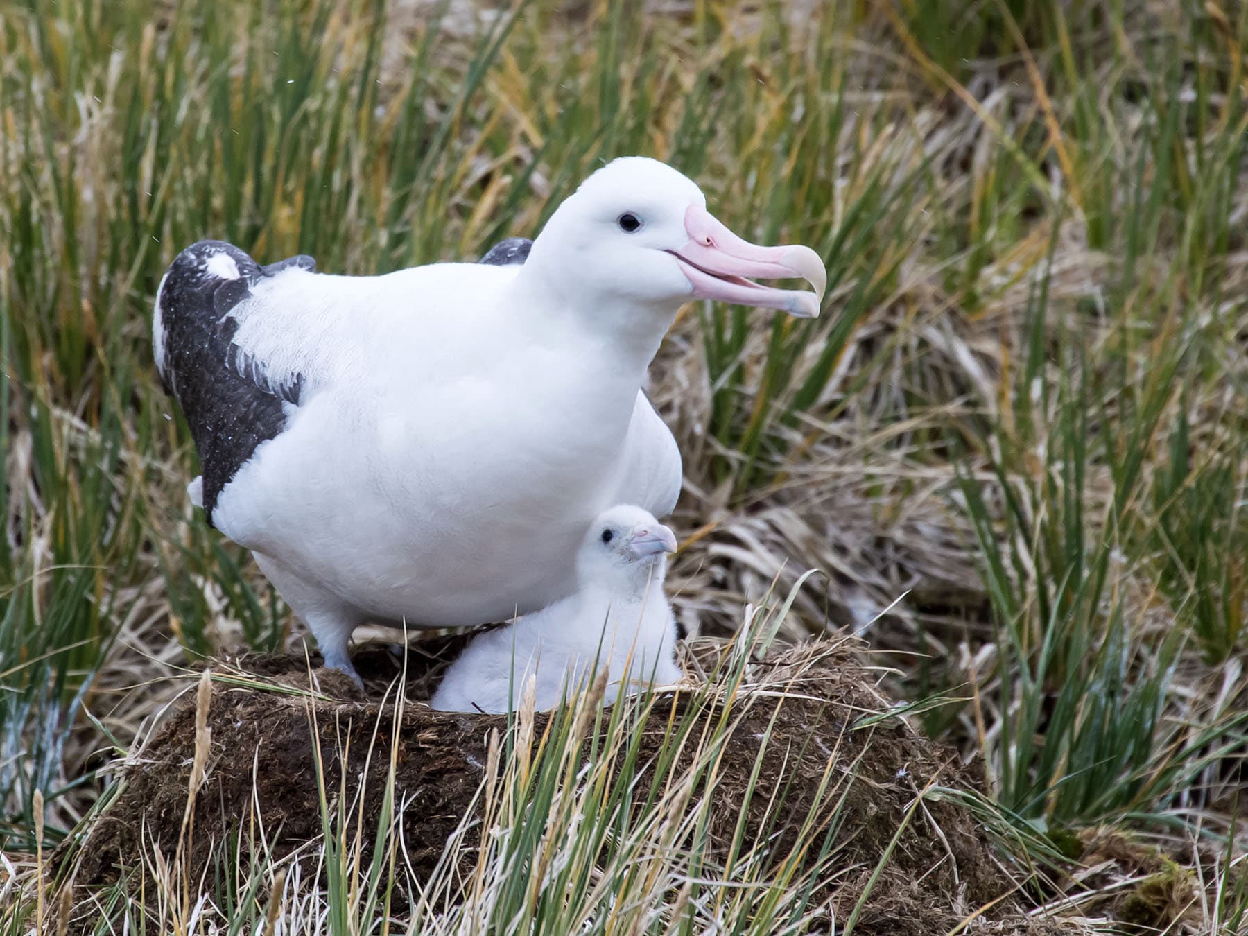 Wandering Albatross at nest with downy chick