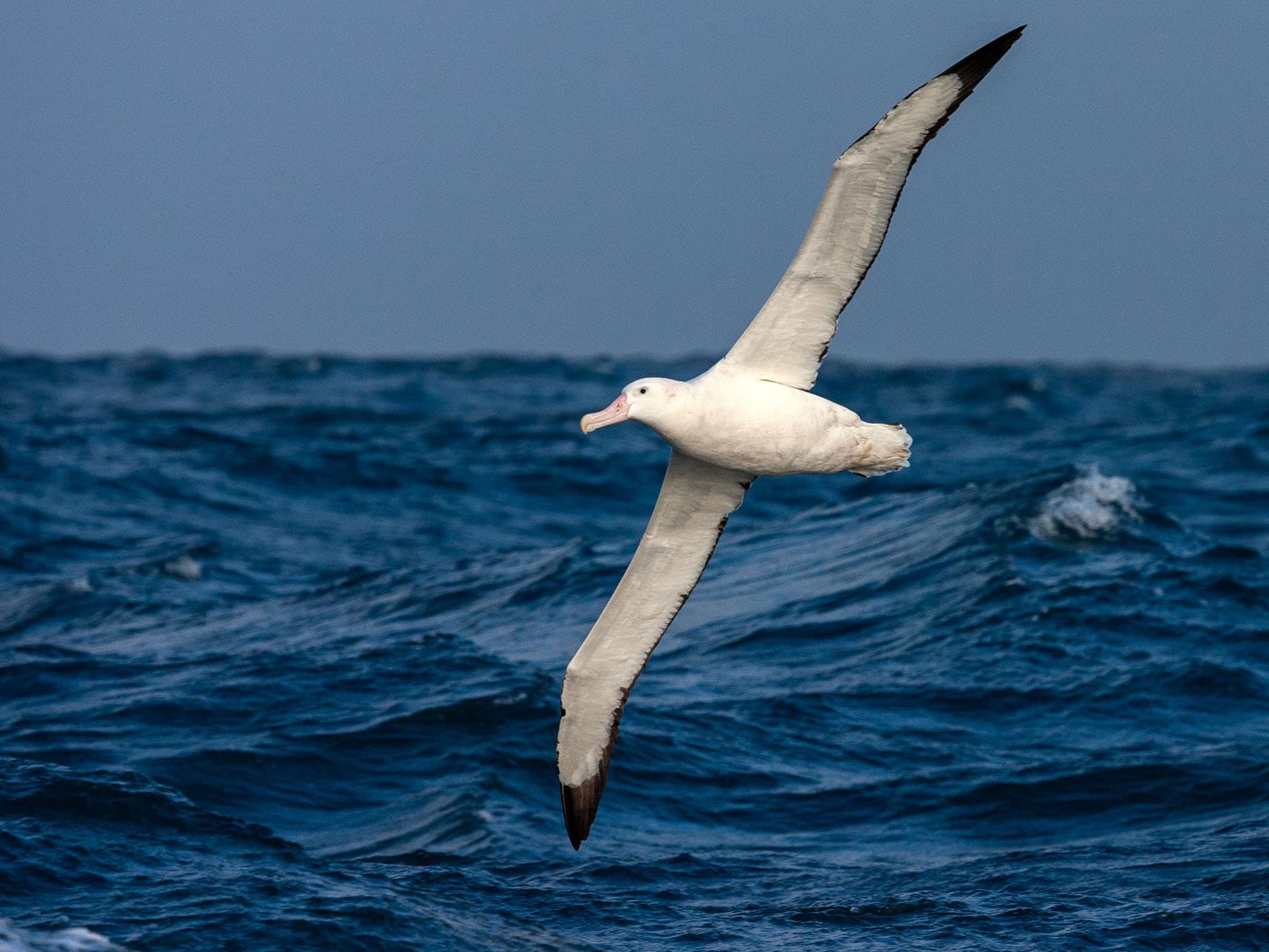 Wandering Albatross in-flight over the ocean