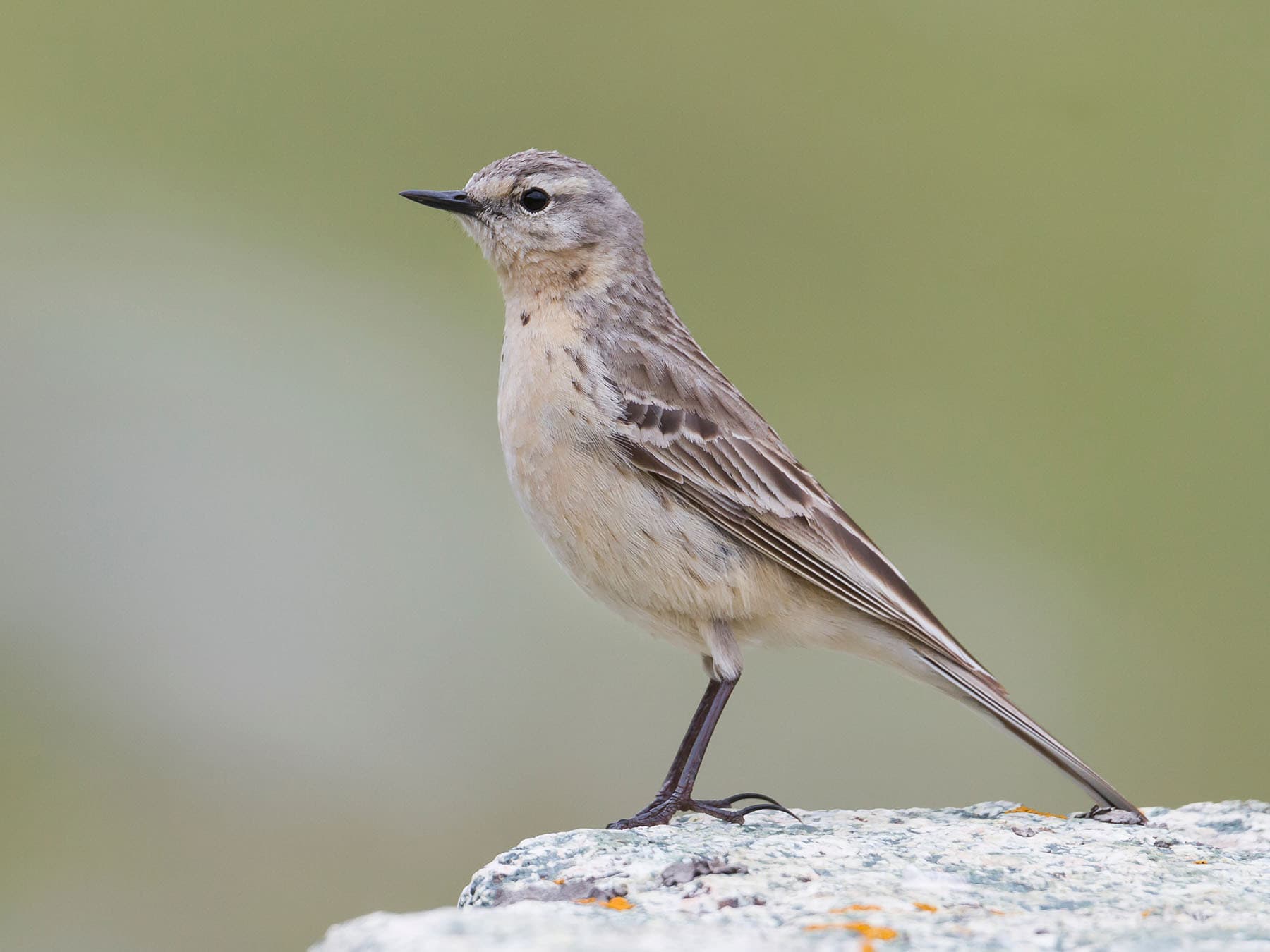 Close up of a adult Water Pipit on the ground