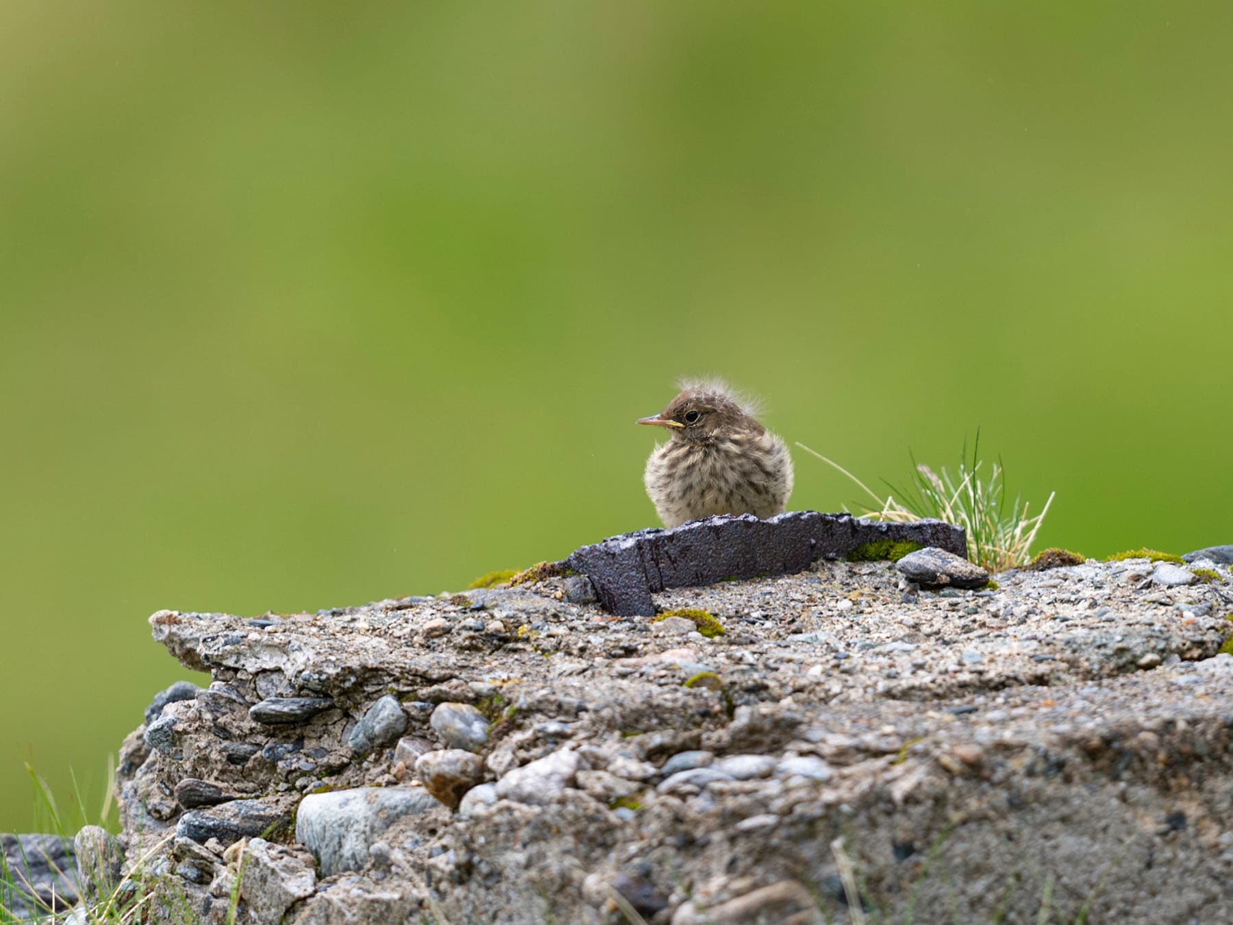 Recently fledged Water Pipit chick waiting to be fed