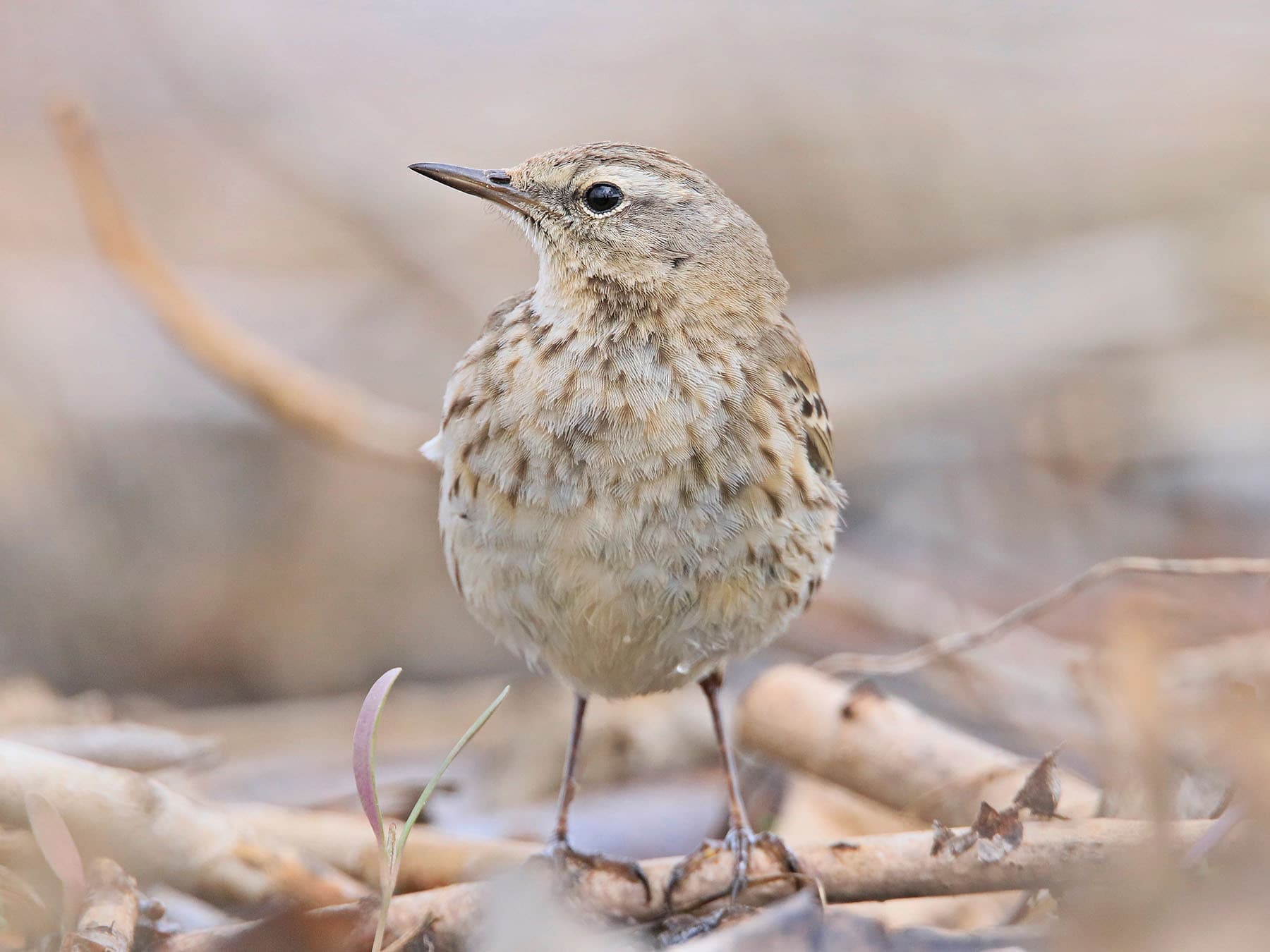 Front view of a Water Pipit