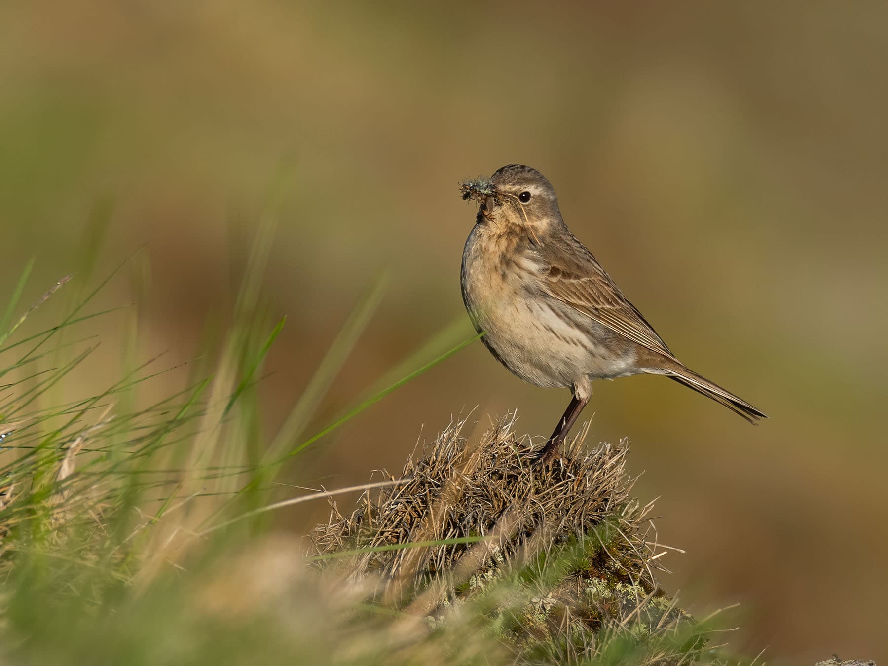 Water Pipits mainly consume invertebrates - perched Water Pipit with an insect in its beak