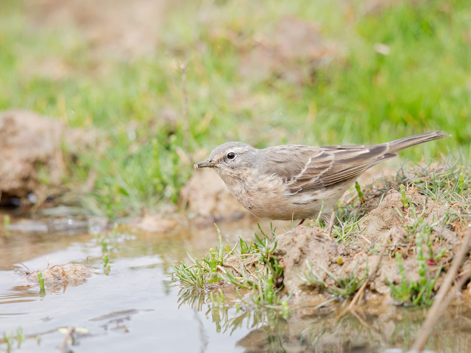 Water Pipit drinking water from the ground