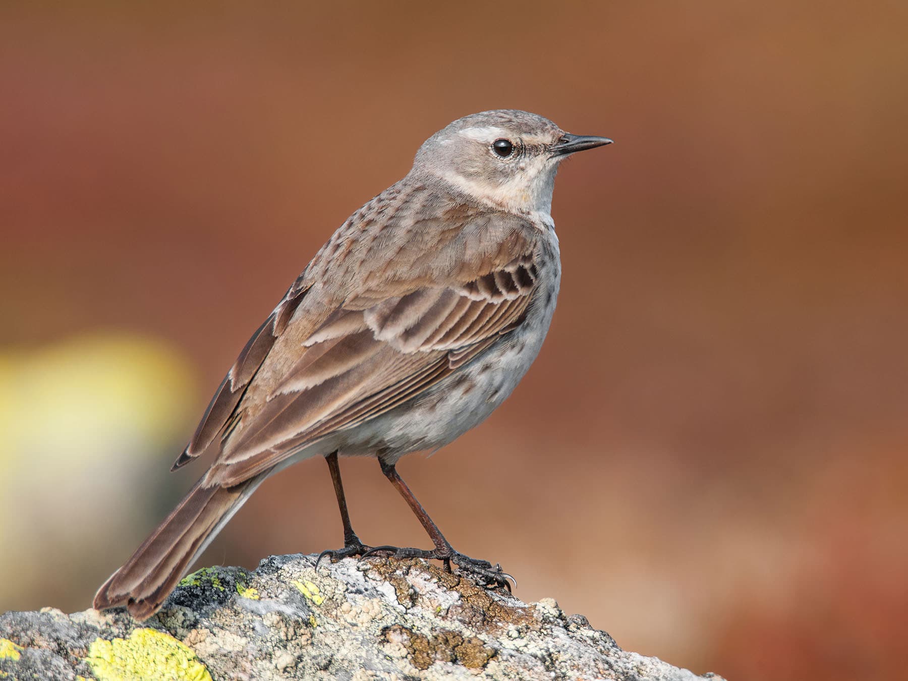 Water Pipit